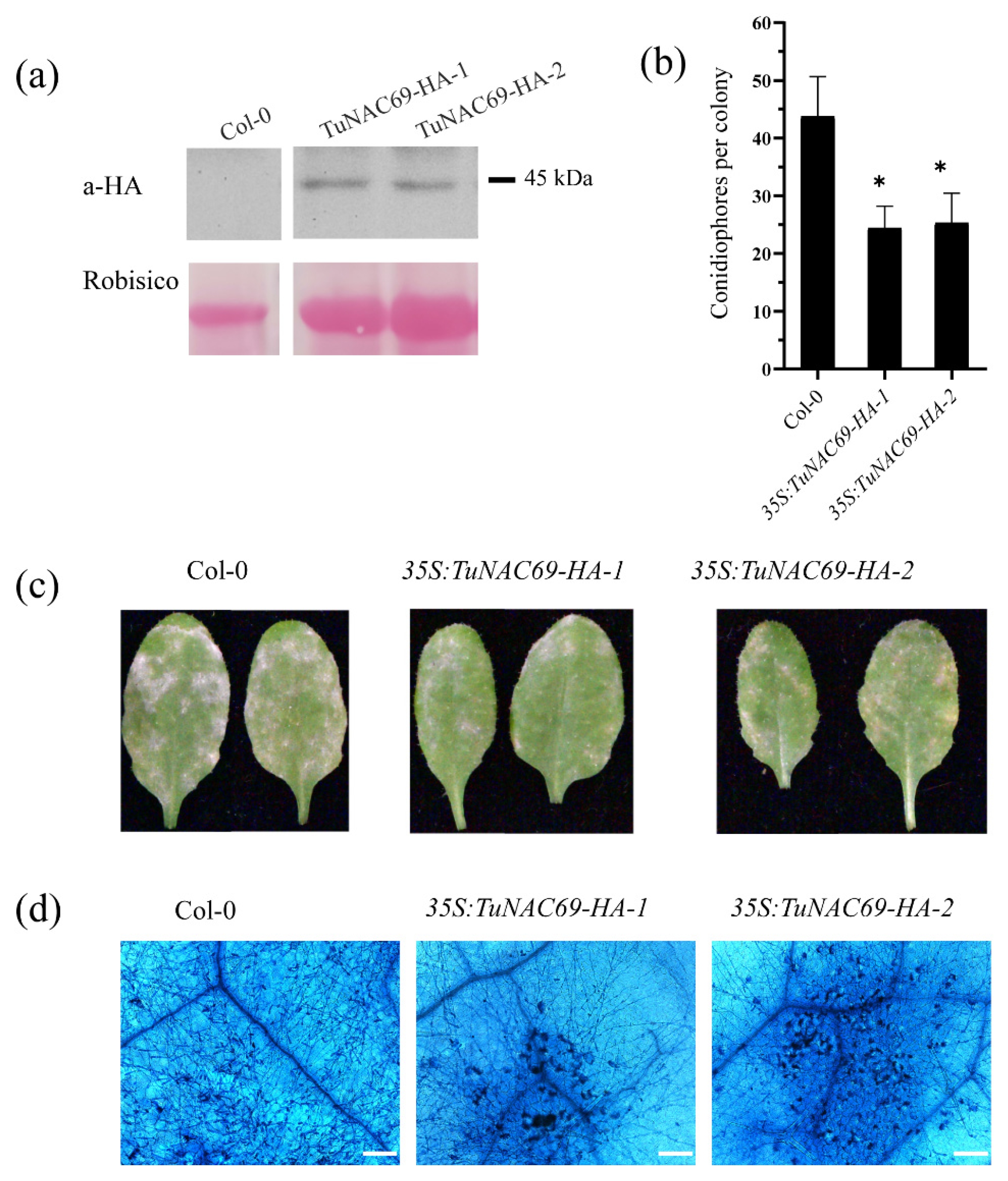 Ijms 23 00564 g008 Ijms 23 00564 g008