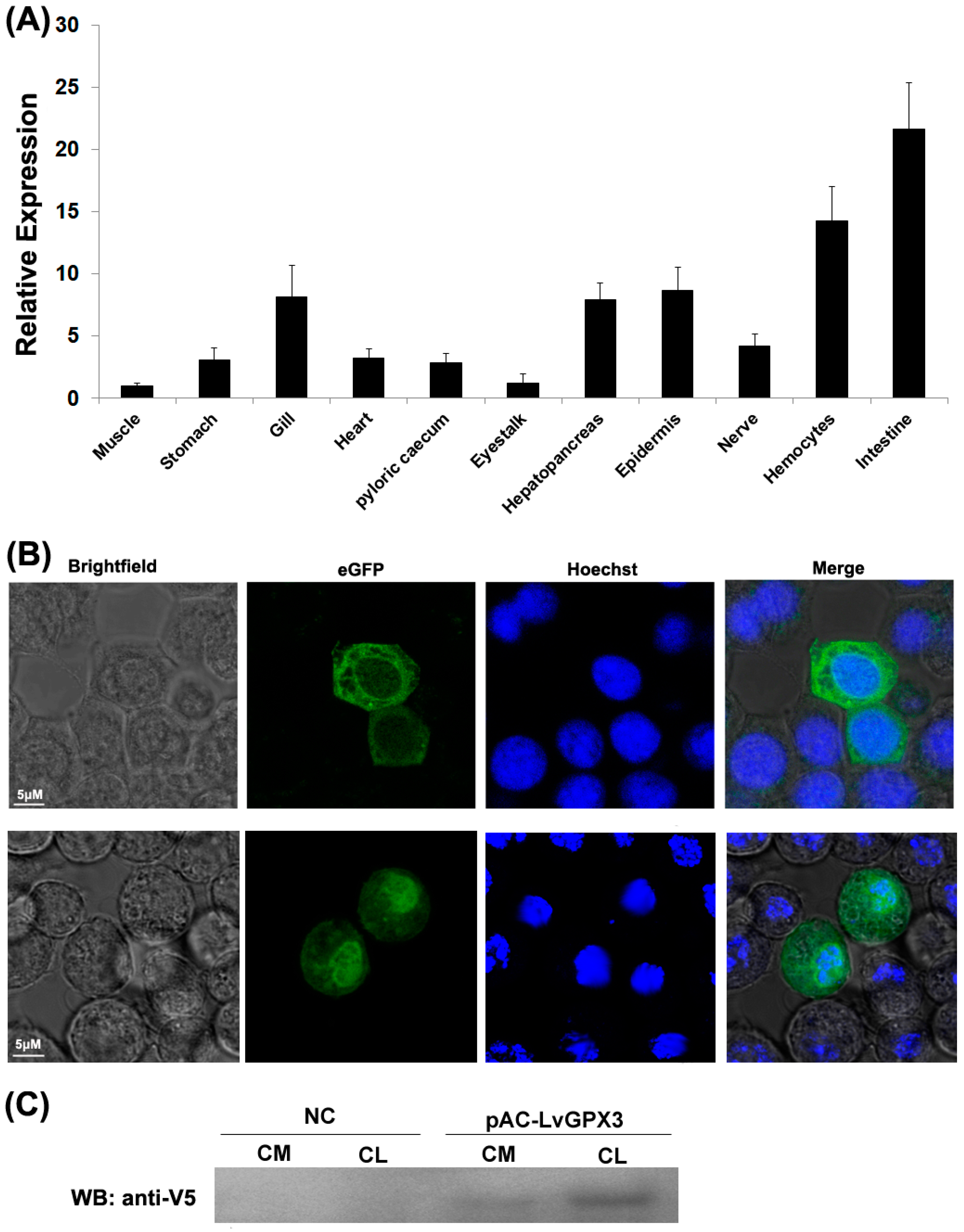 Ijms 23 00567 g002 550