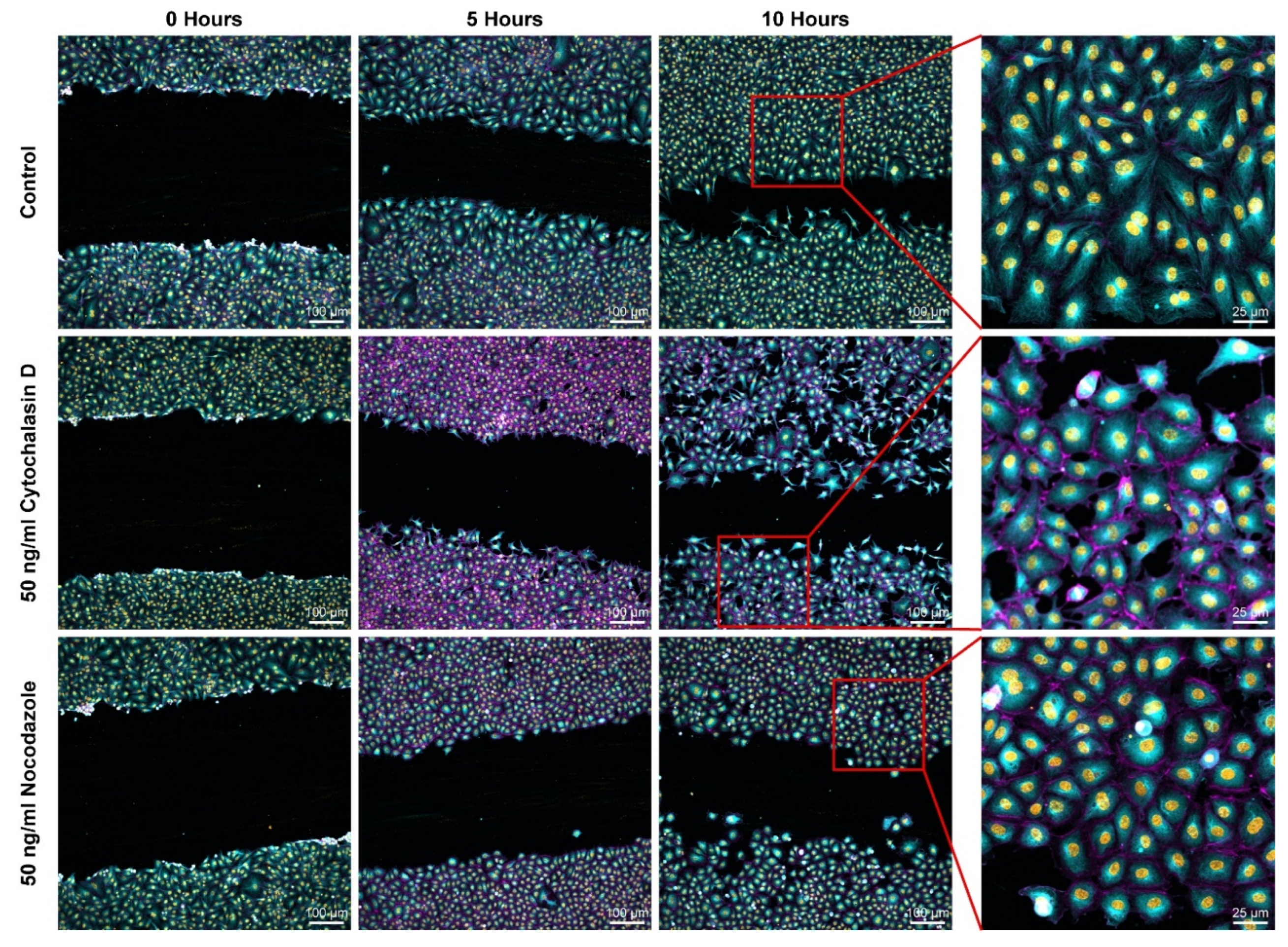 Ijms 23 00568 g002 550