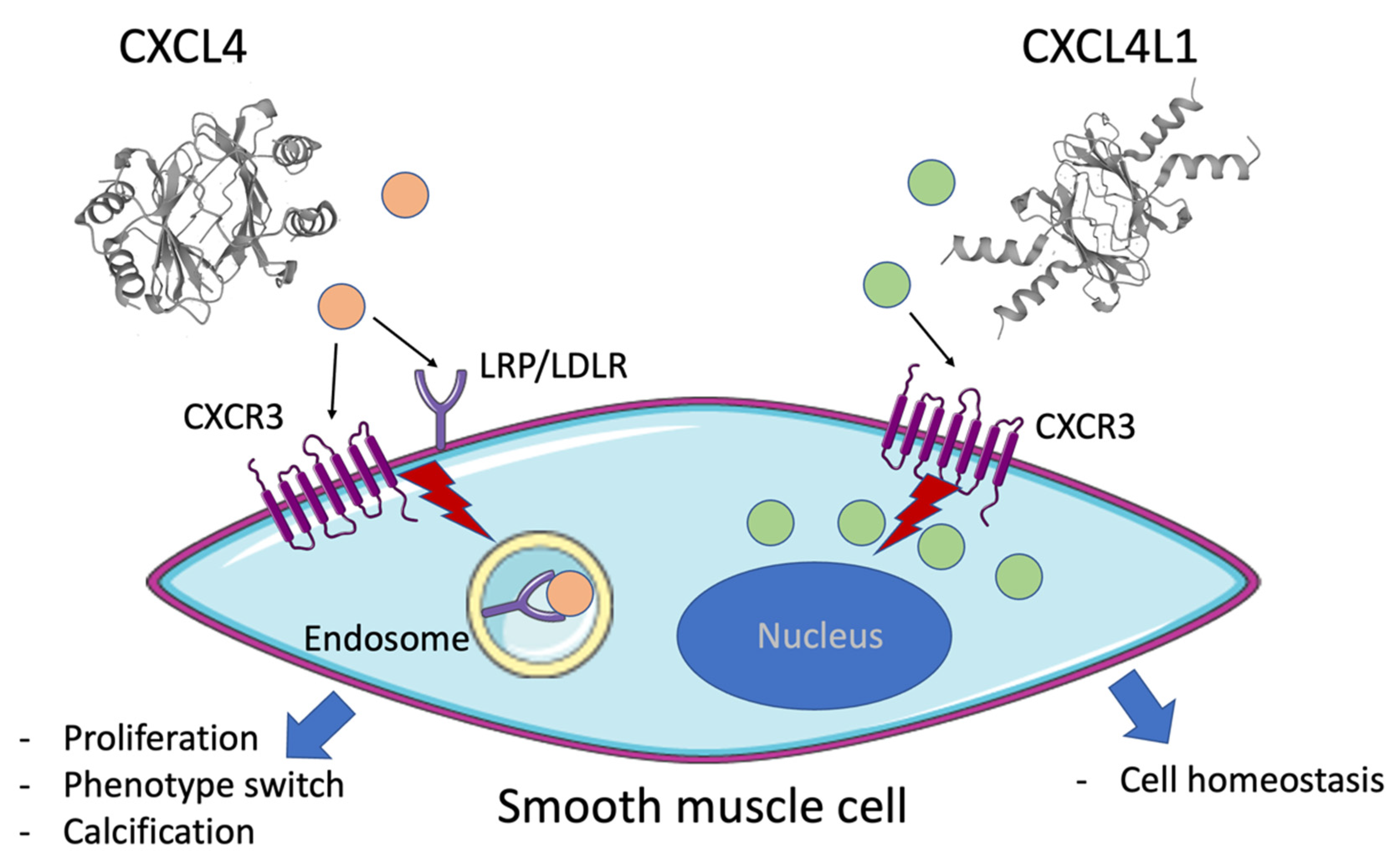 Ijms 23 00580 g007 Ijms 23 00580 g007