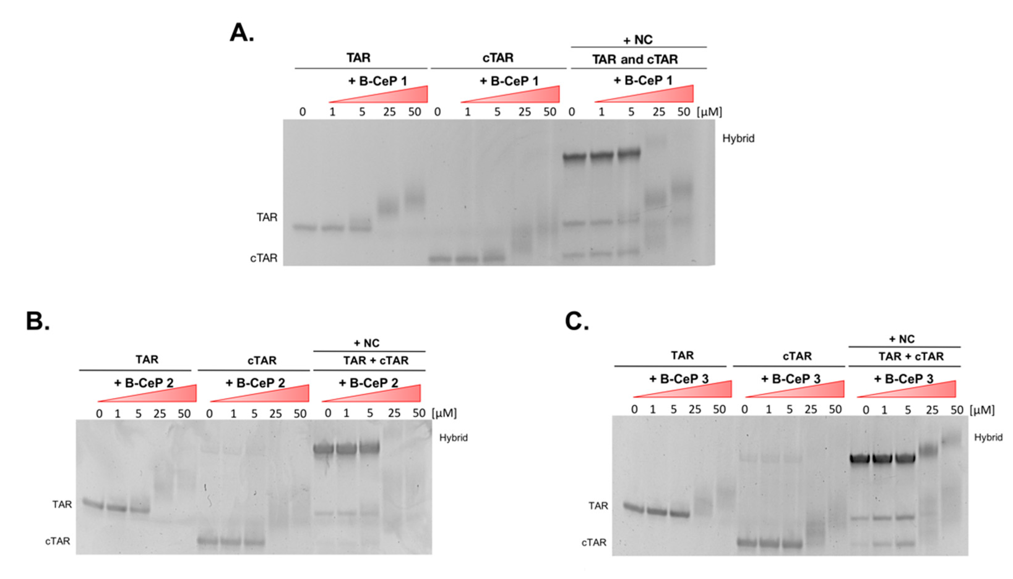 Ijms 23 00582 g005 Ijms 23 00582 g005