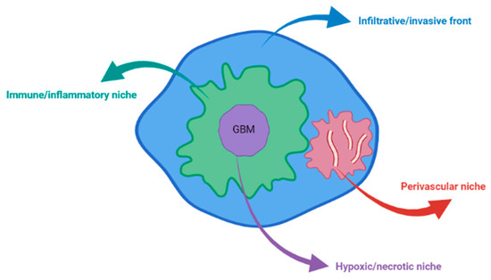 Ijms Free Full Text Multiple Faces Of The Glioblastoma Microenvironment Html Ijms Free Full Text Multiple Faces Of The Glioblastoma Microenvironment Html