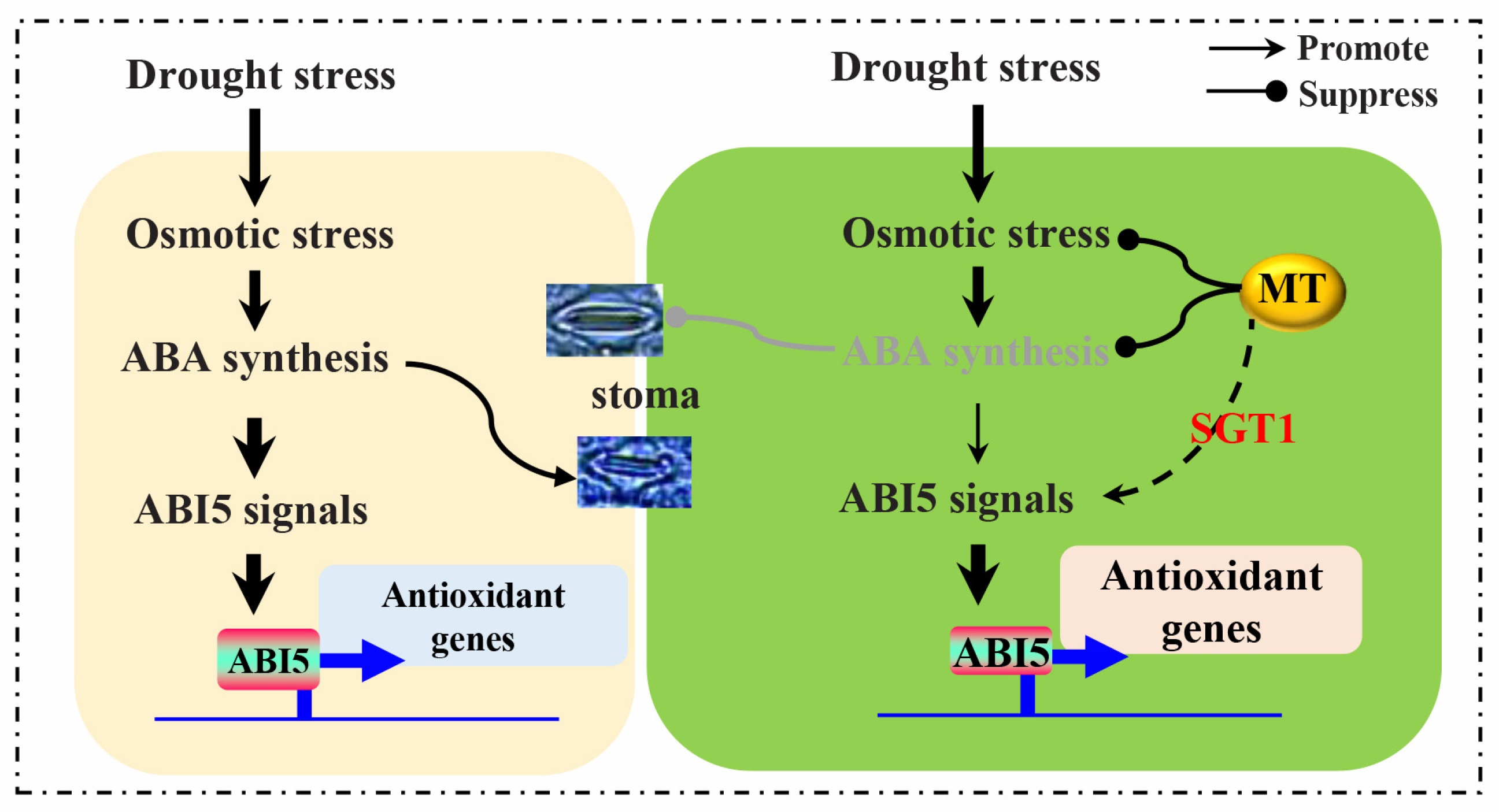 Ijms 23 00599 g008 550