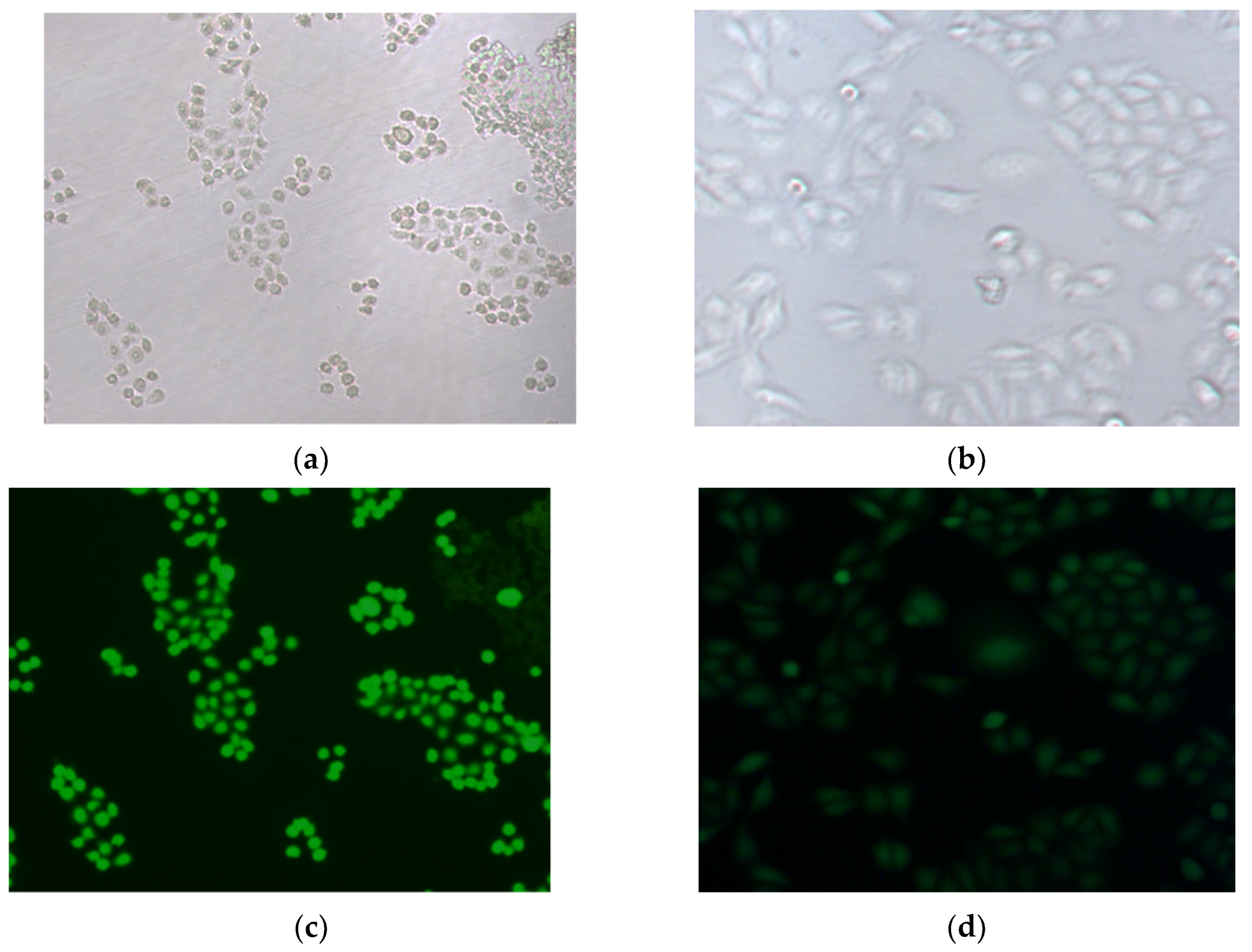 Ijms 23 00607 g007 550