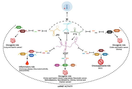 inosan＊様 Chromatin Regulator SPEN/SHARP in X Inactivation and Disease