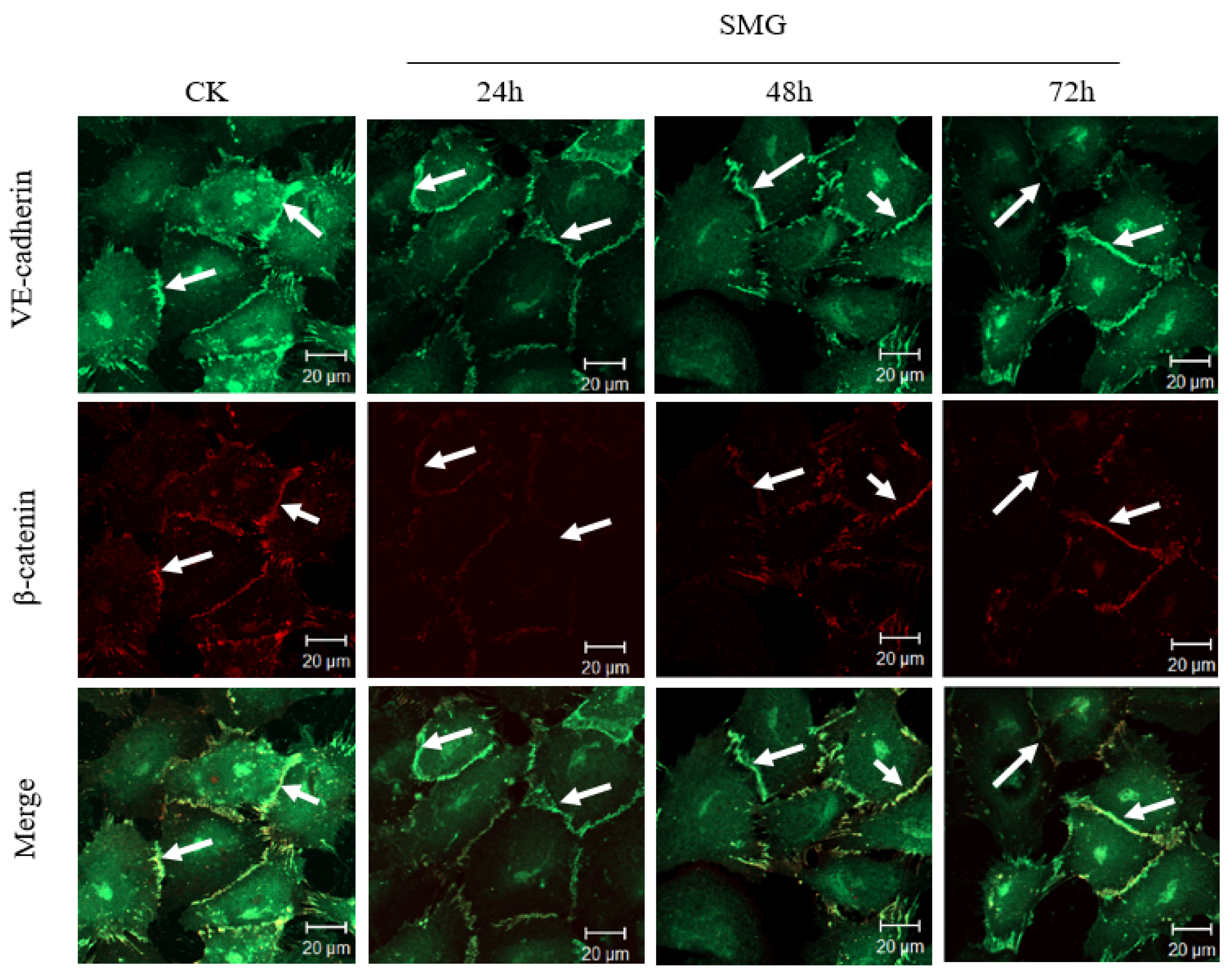 Ijms 23 00630 g007 Ijms 23 00630 g007