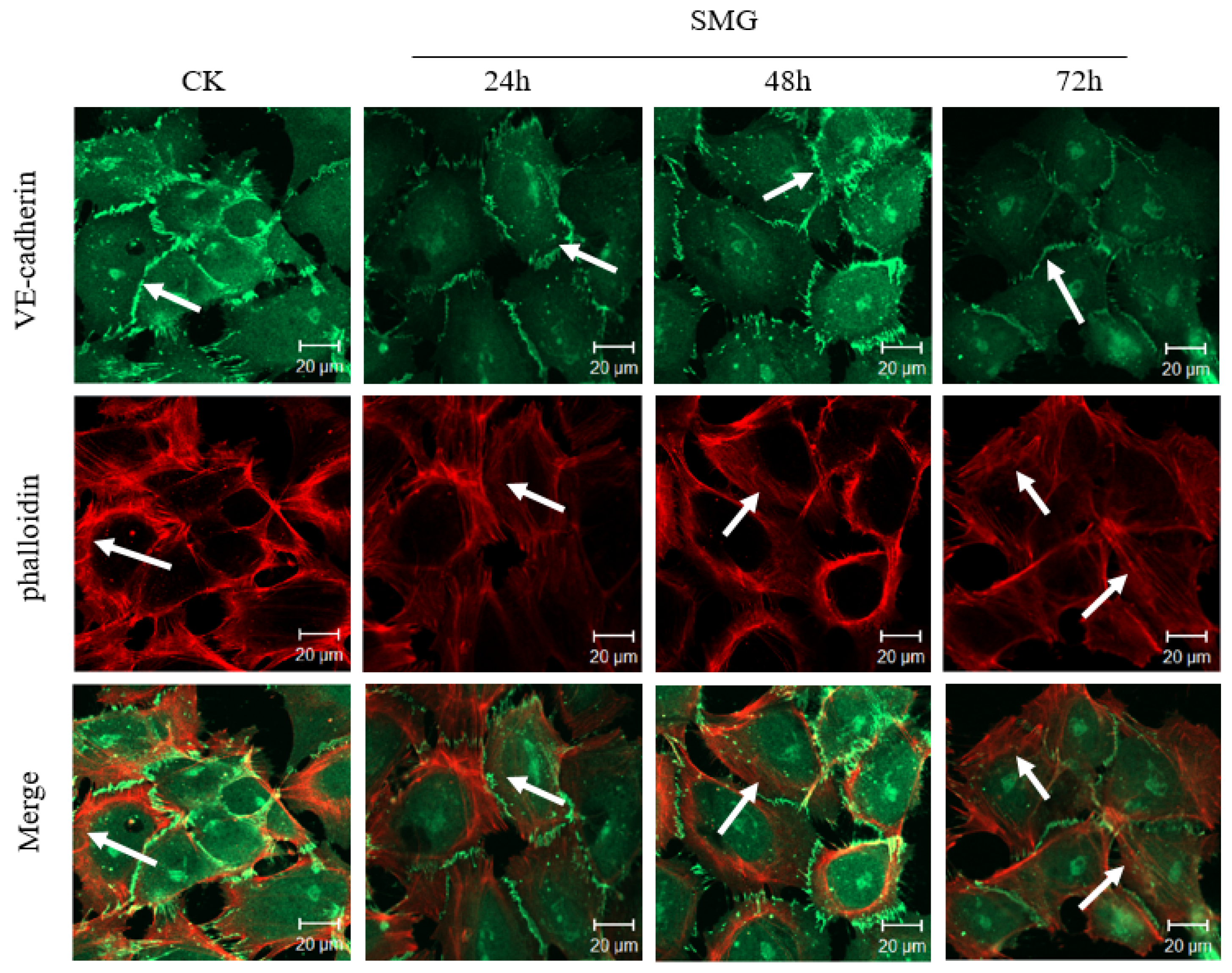 Ijms 23 00630 g008 Ijms 23 00630 g008