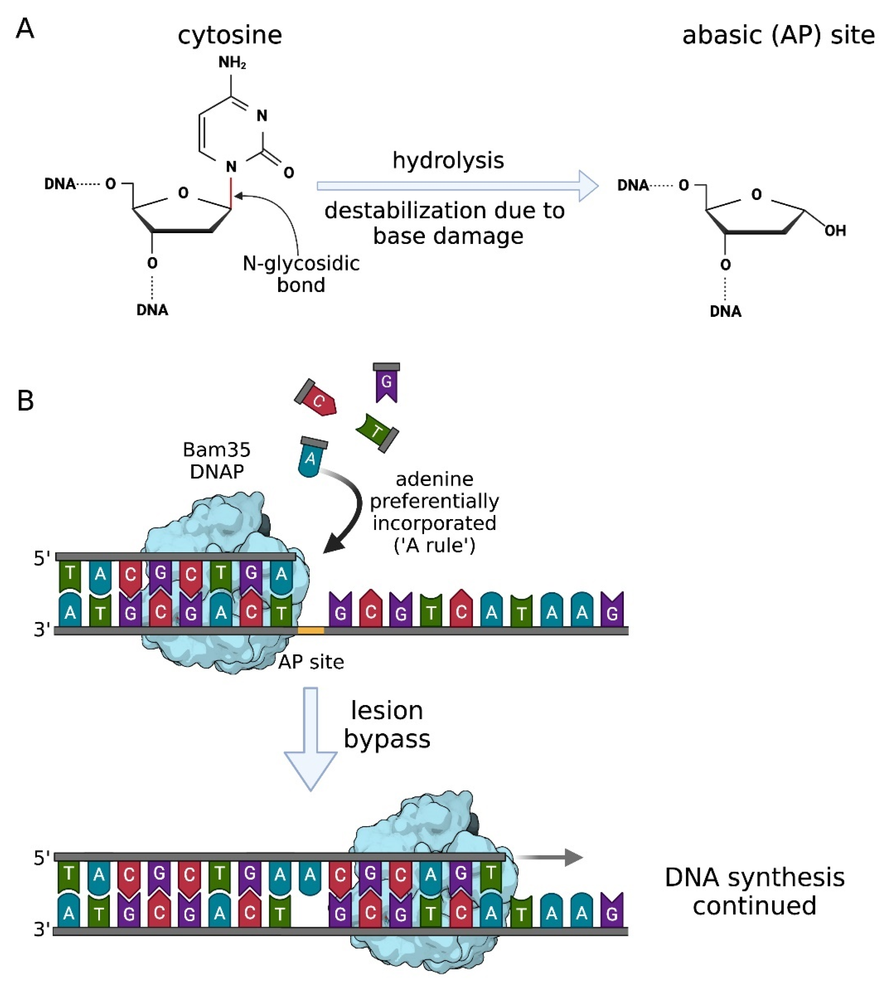 Ijms 23 00635 g004 Ijms 23 00635 g004