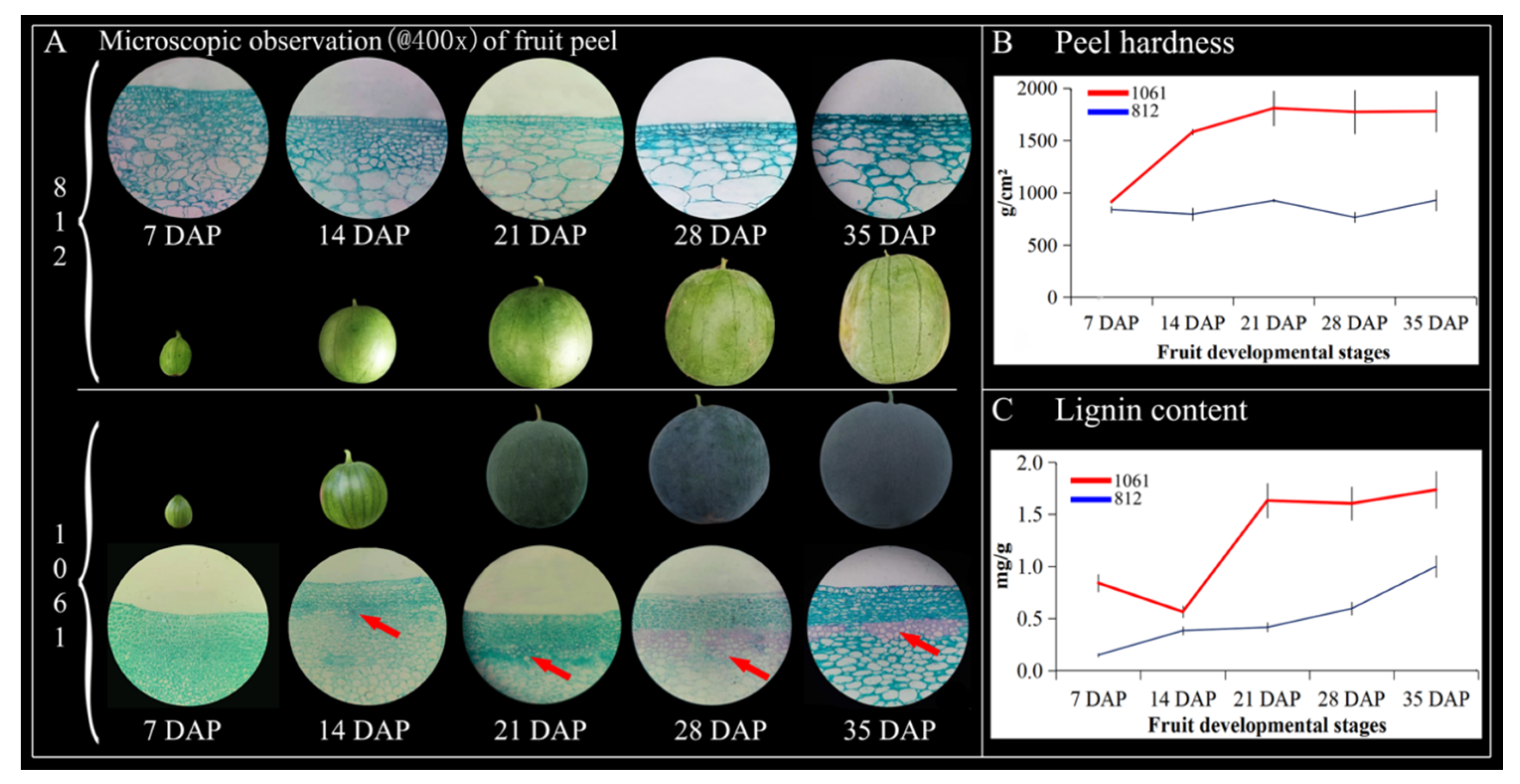 Ijms 23 00642 g010 Ijms 23 00642 g010