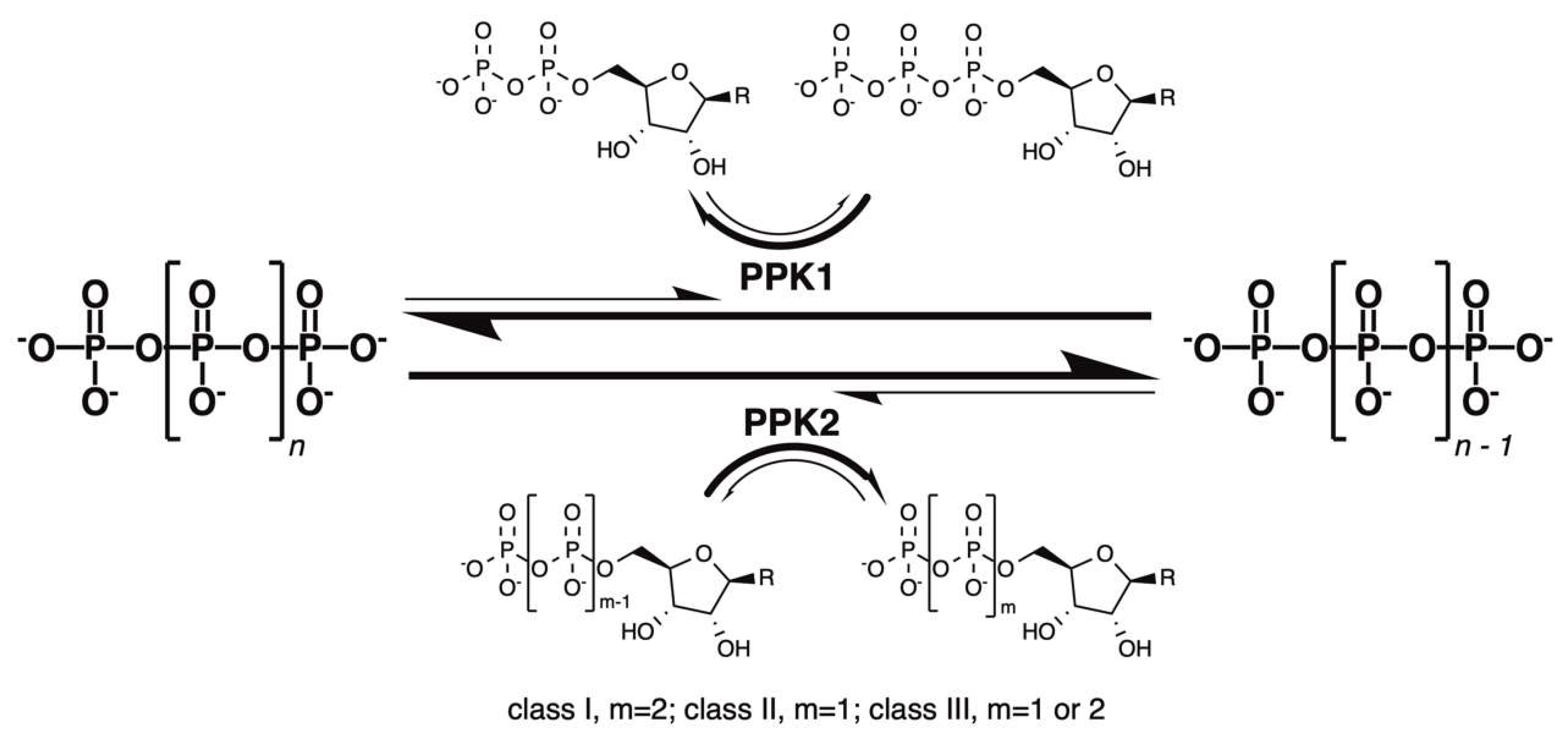 Ijms 23 00670 g001 Ijms 23 00670 g001