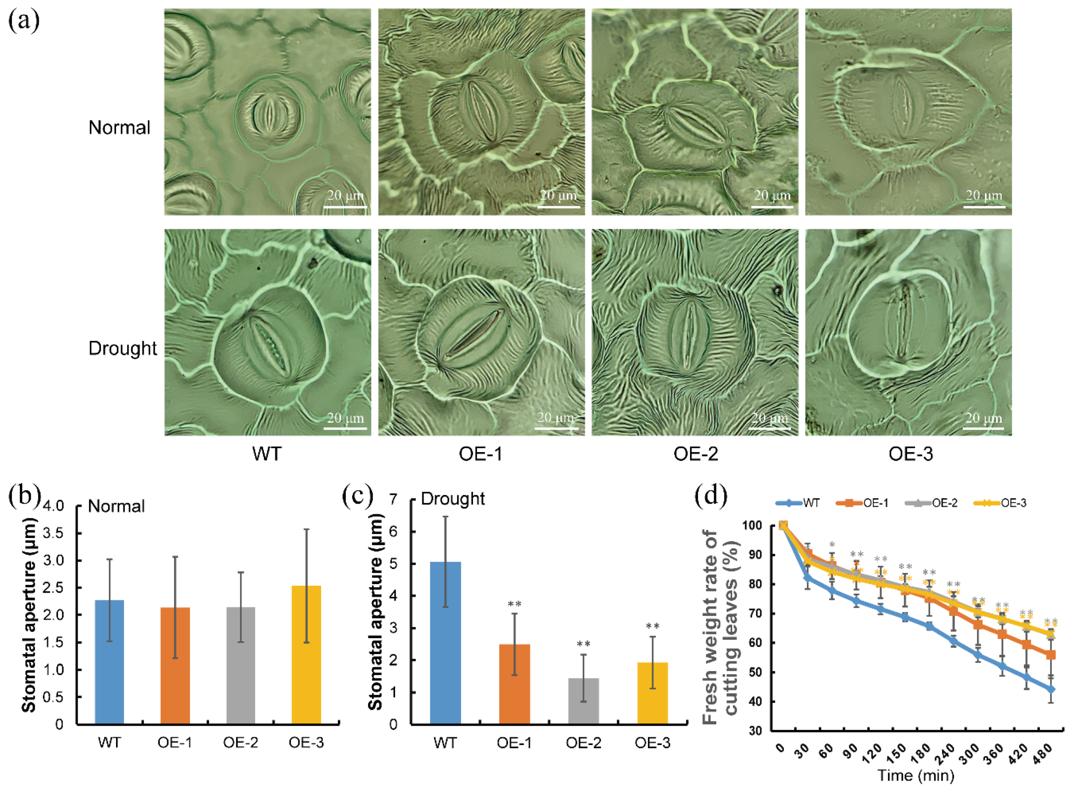 Ijms 23 00686 g007 550