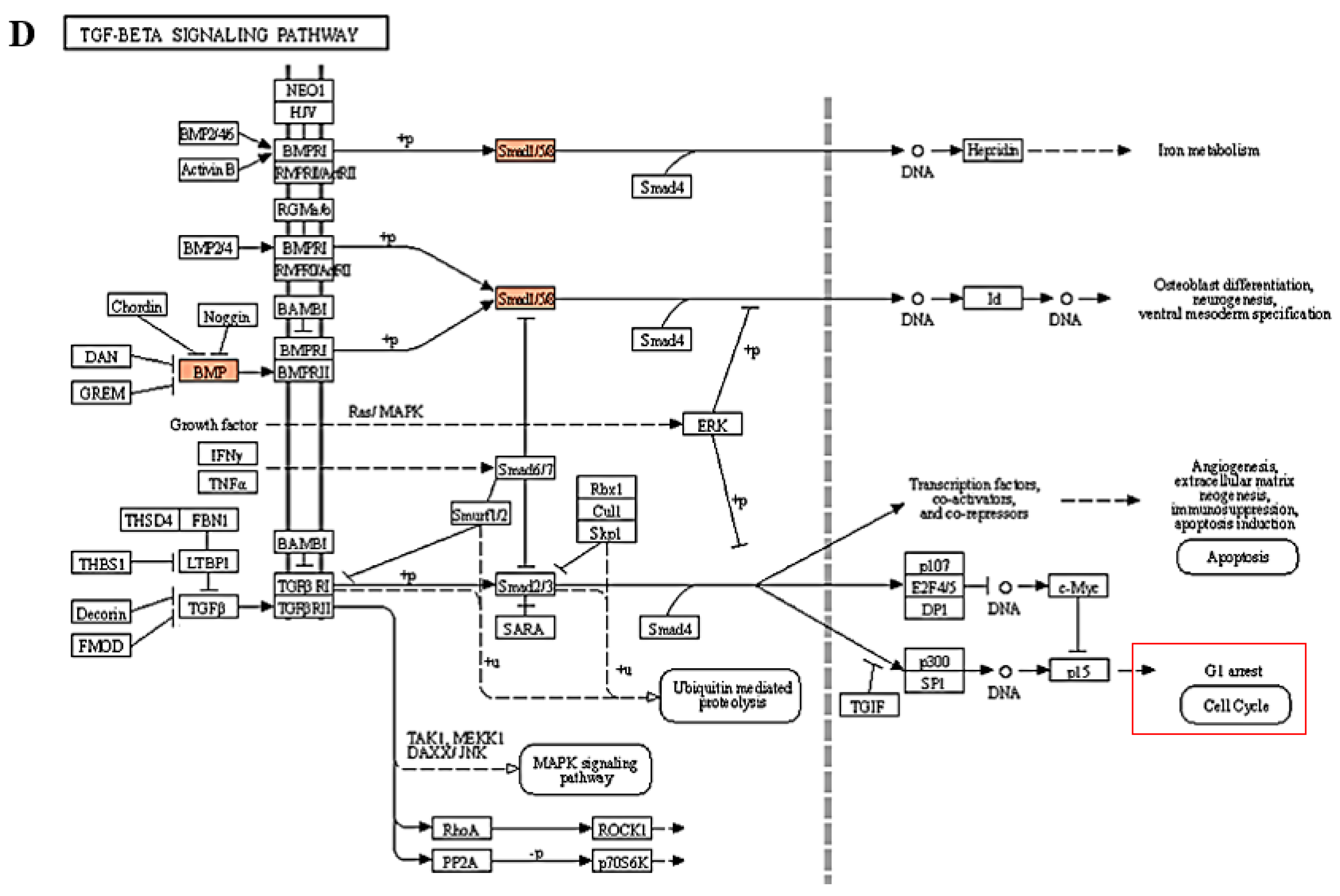 Ijms 23 00715 g004b Ijms 23 00715 g004b