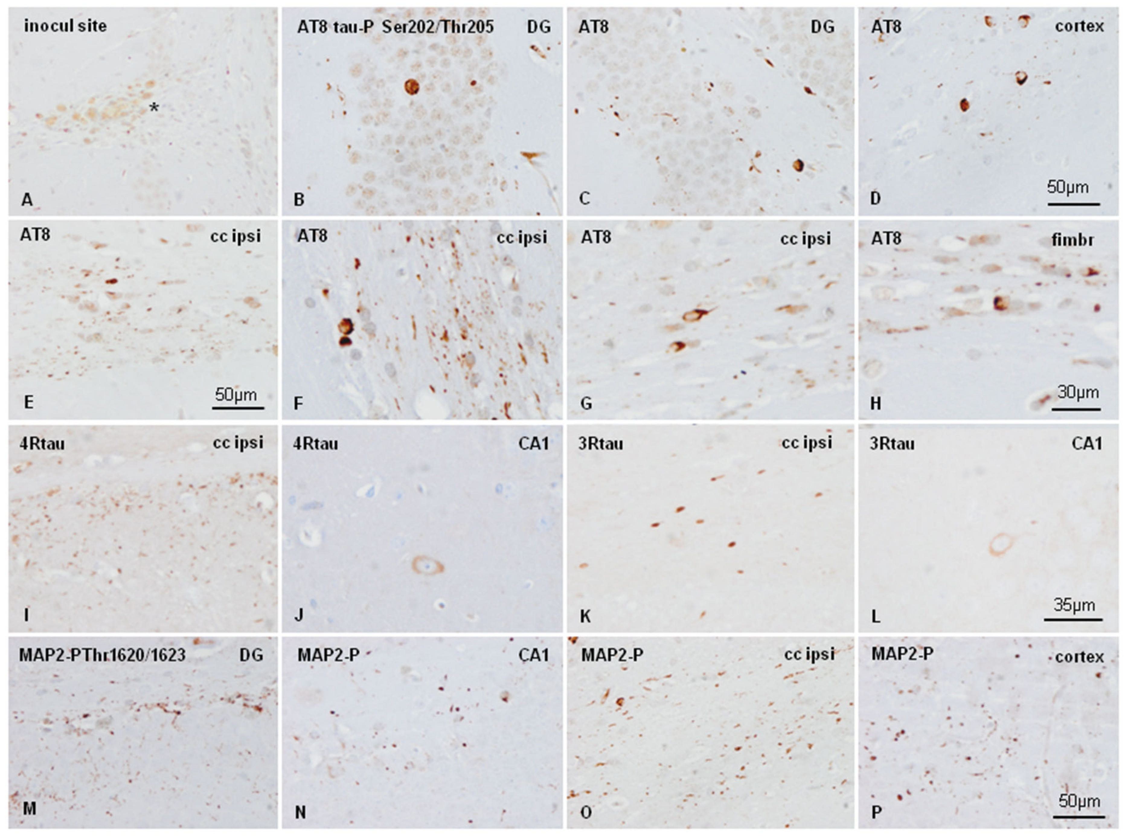 Ijms 23 00718 g004 550