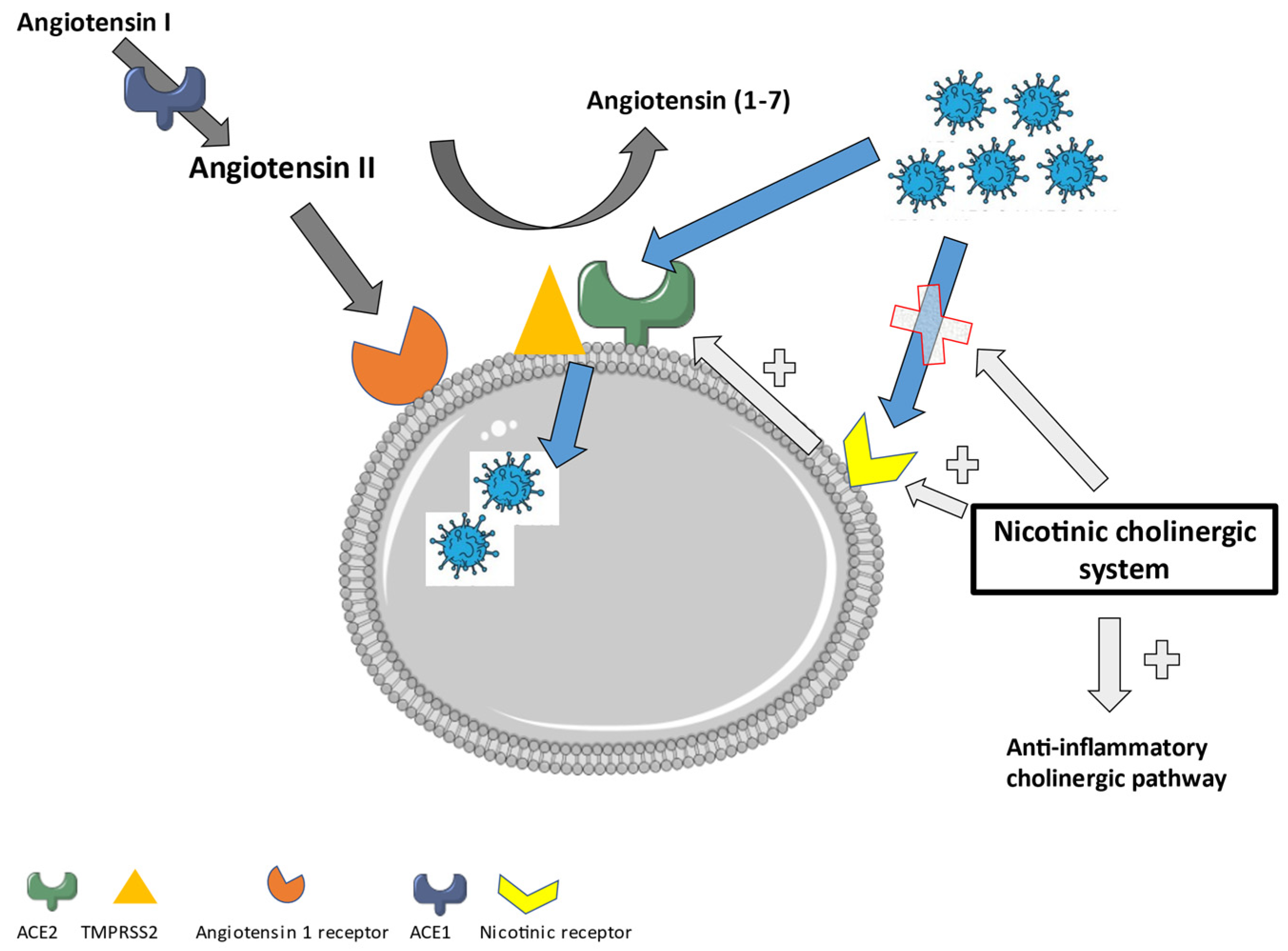 Ijms 23 00720 g005 Ijms 23 00720 g005