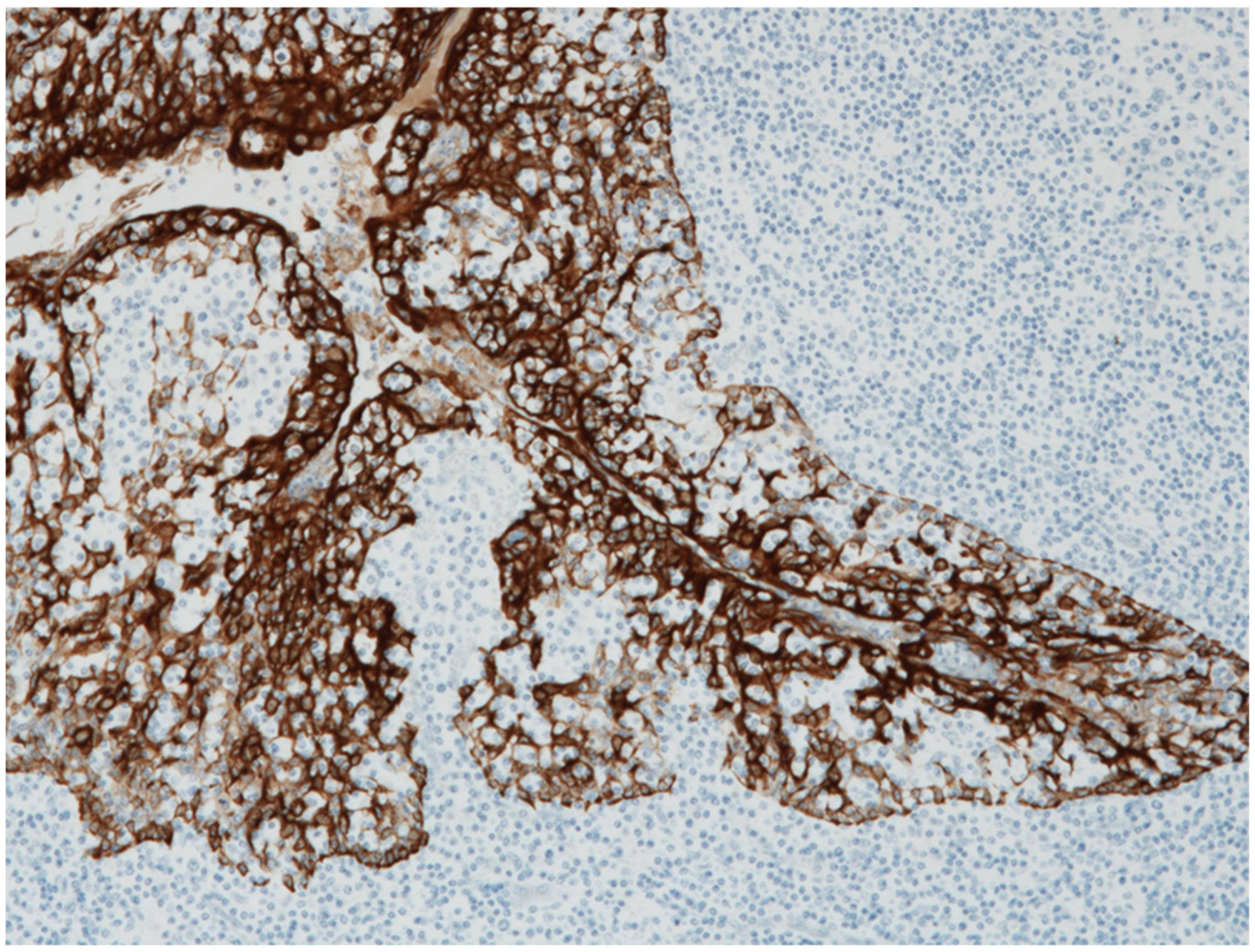 Ijms 23 00727 g004 Ijms 23 00727 g004