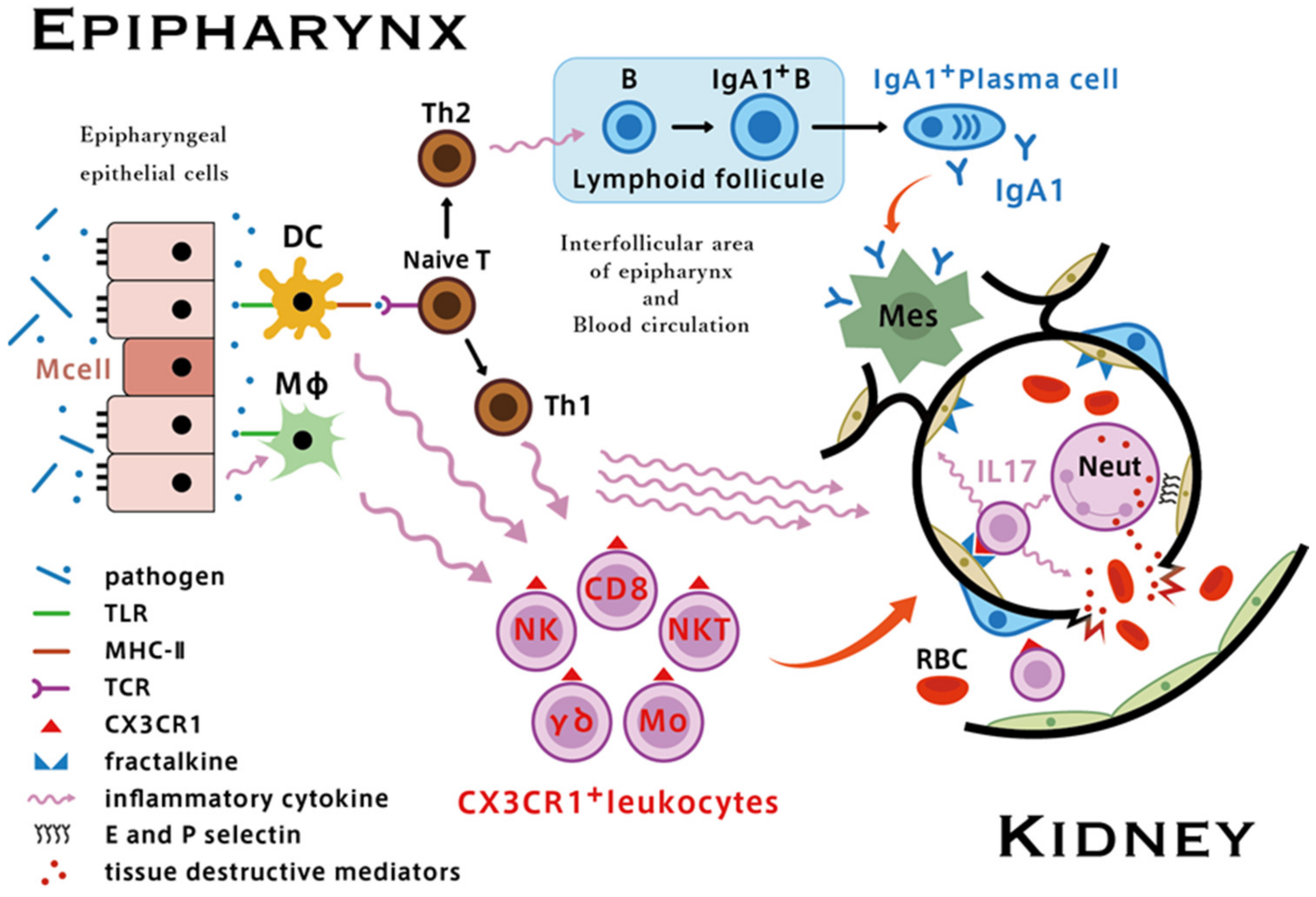 Ijms 23 00727 g009 Ijms 23 00727 g009