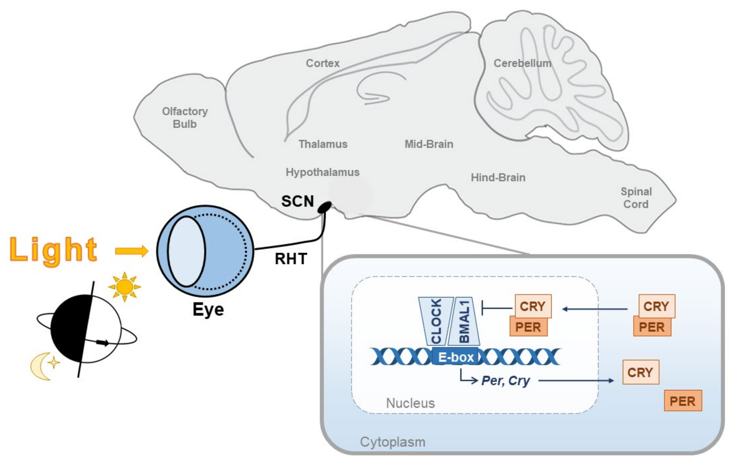 IJMS Free FullText Photic Entrainment of the Circadian System