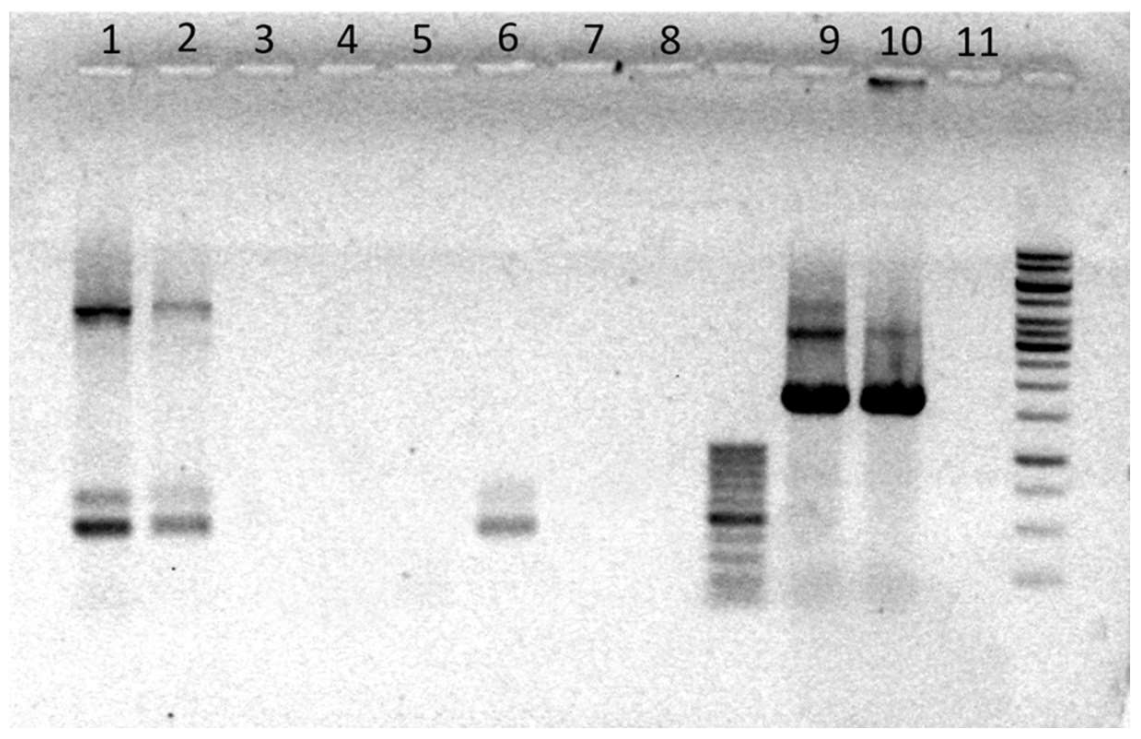 Ijms 23 00731 g008 Ijms 23 00731 g008