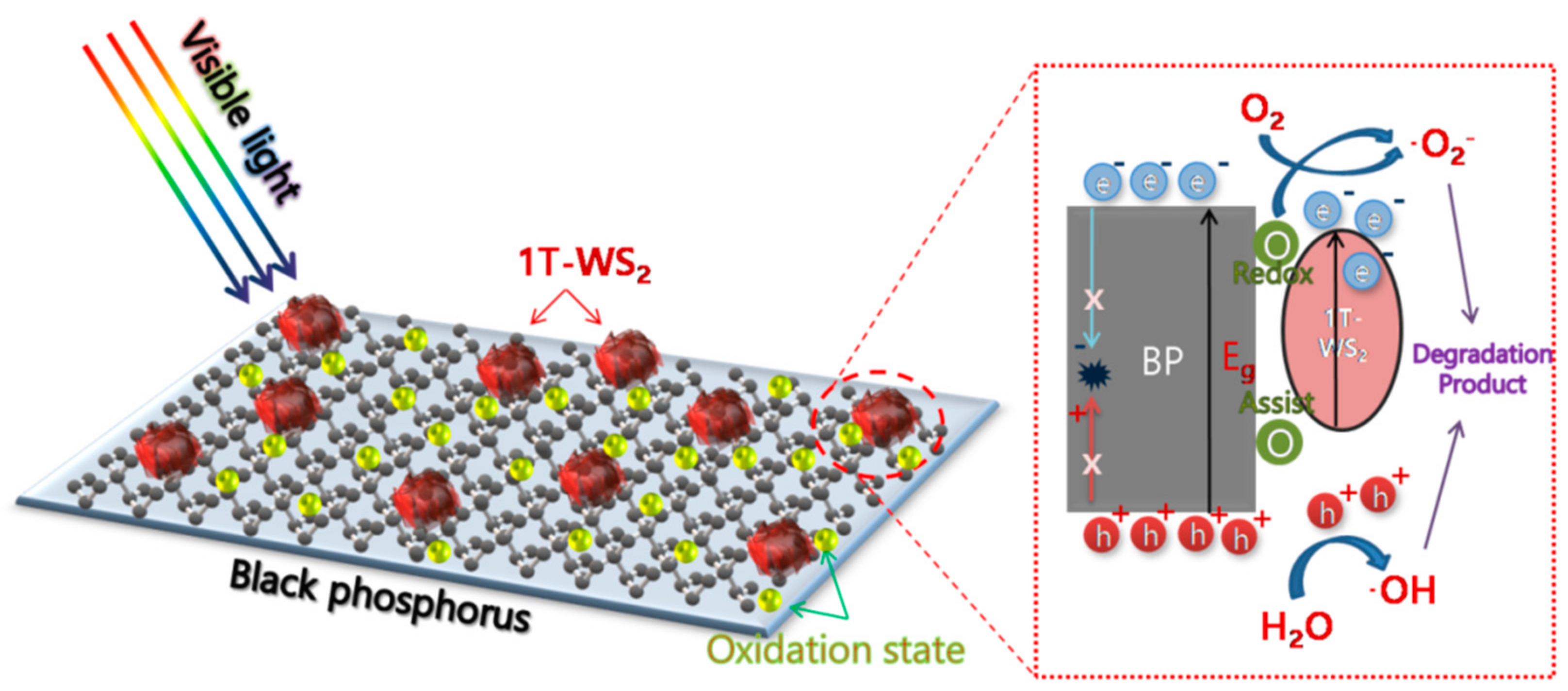 Ijms 23 00733 sch001 550