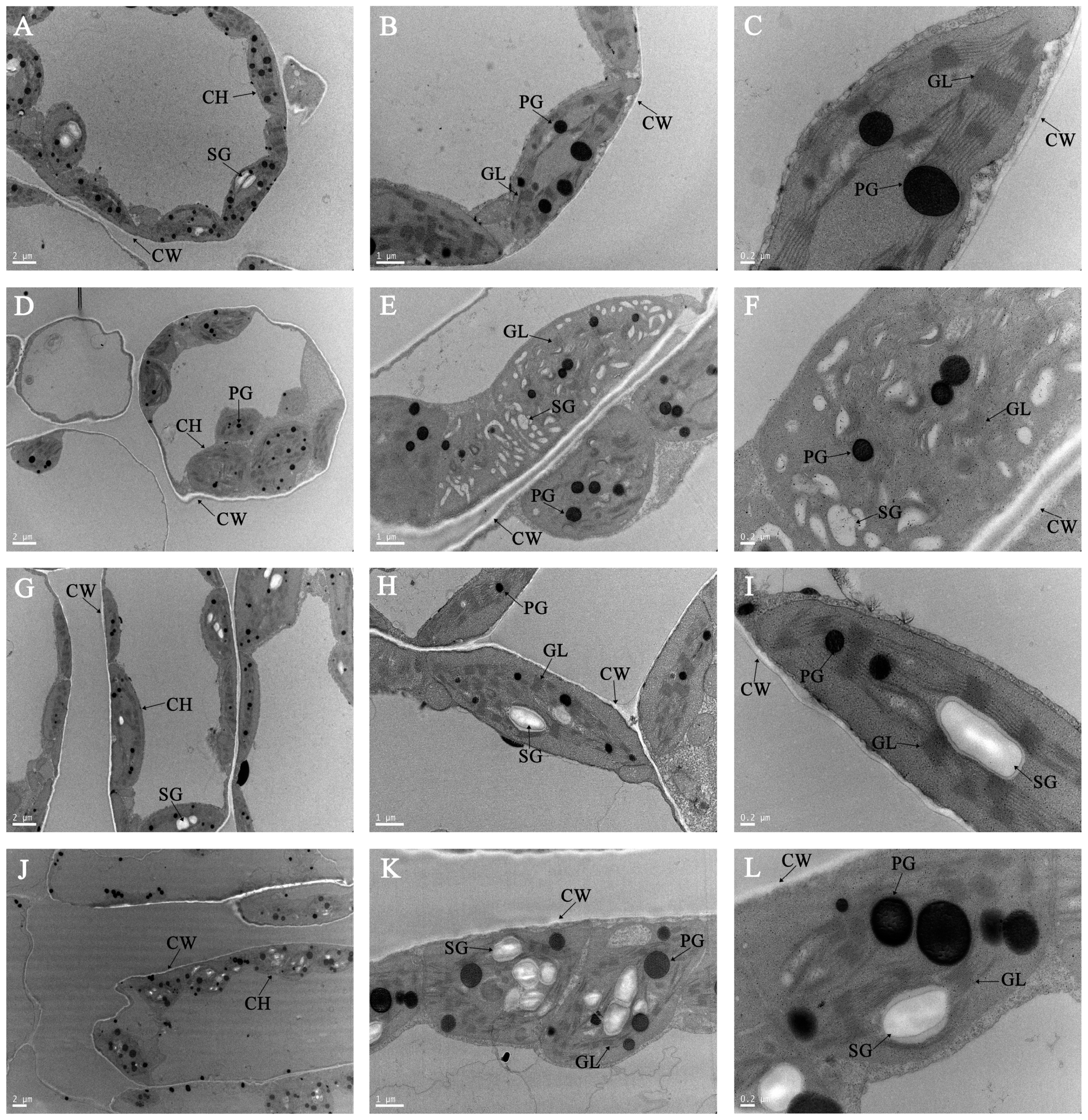 Ijms 23 00734 g006 550