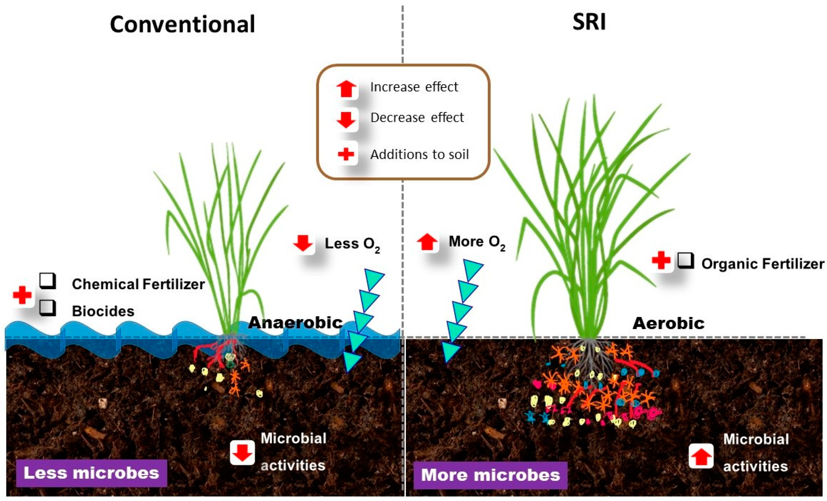IJMS | Free Full-Text | Microbial Contributions for Rice Production: From Conventional Crop Management to the &lsquo;Omics&rsquo; Technologies | HTML