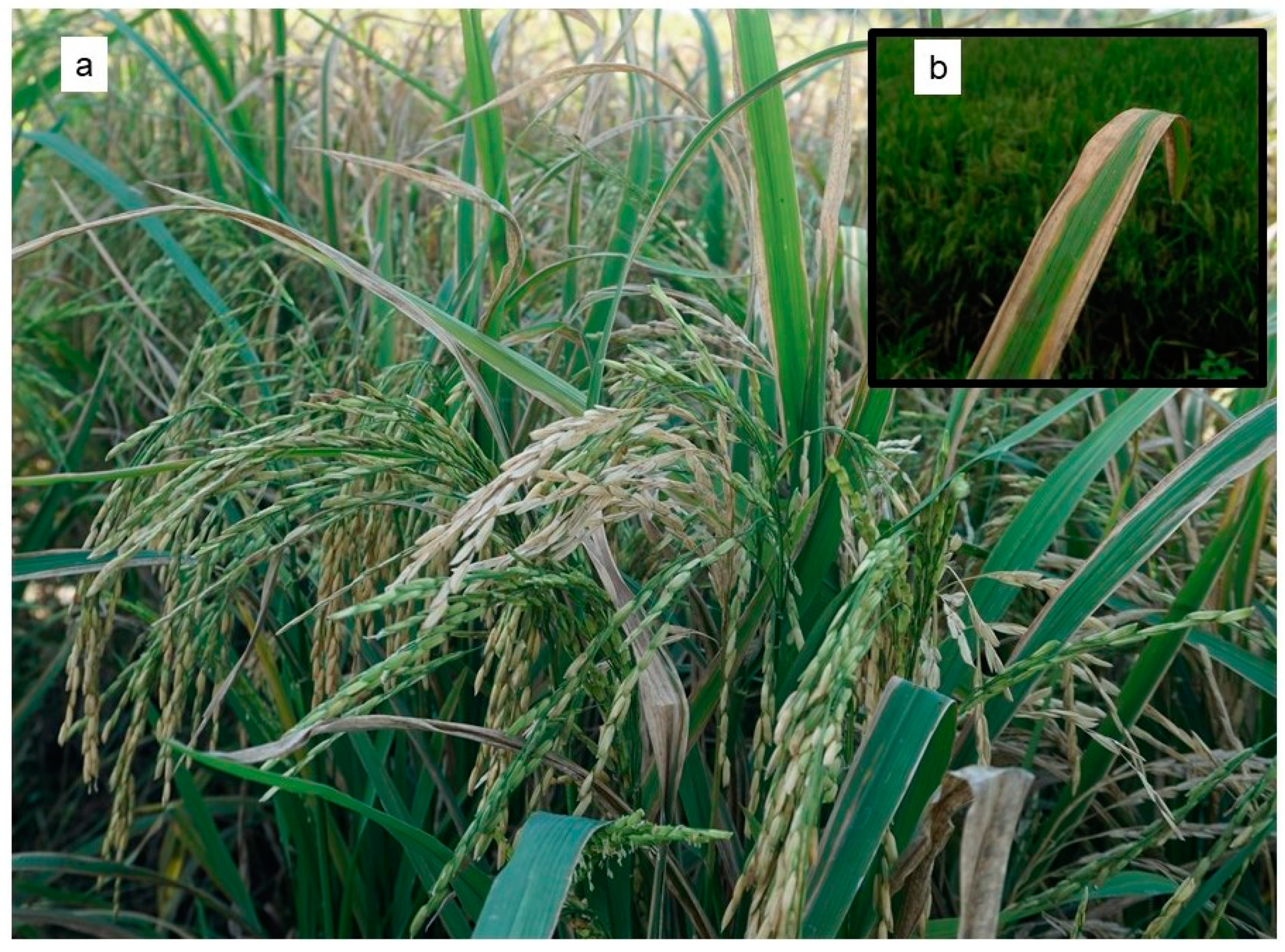 Ijms 23 00737 g002a Ijms 23 00737 g002a