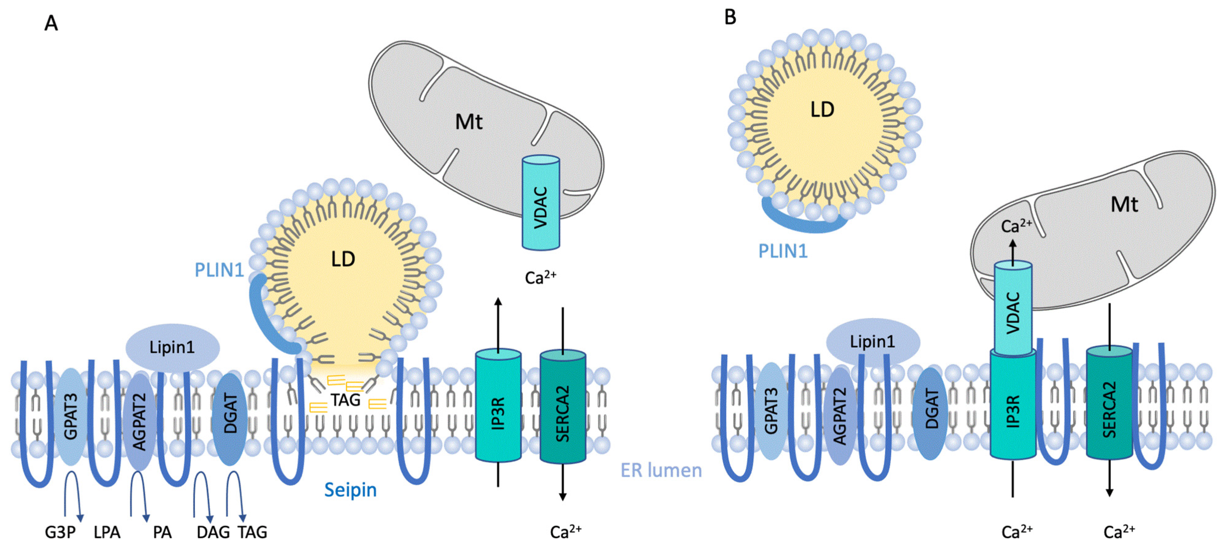 Ijms 23 00740 g001 Ijms 23 00740 g001