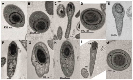 Sporulation Strategies and Potential Role of the Exosporium in
