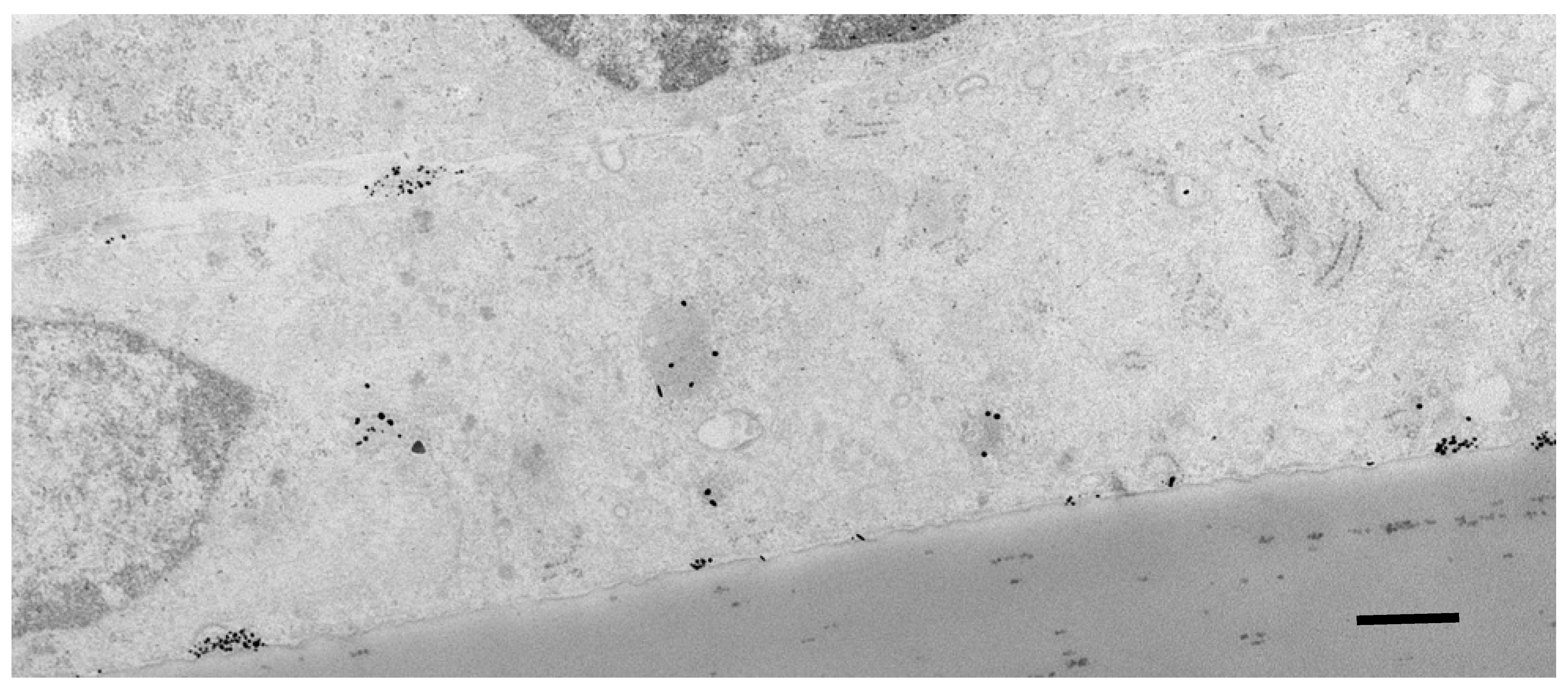 Ijms 23 00760 g004 550