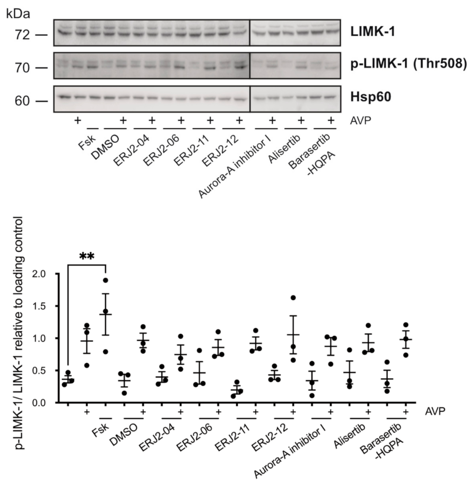 Ijms 23 00763 g012 Ijms 23 00763 g012