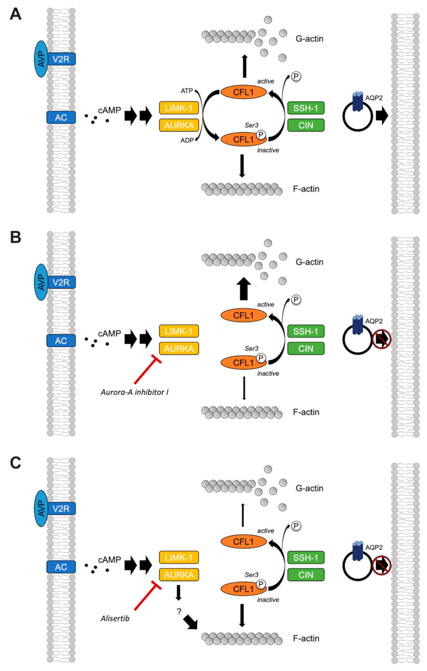 Ijms 23 00763 g013 Ijms 23 00763 g013