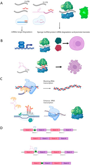 Molecular Mechanisms of lncRNAs in the Dependent Regulation of Cancer ...