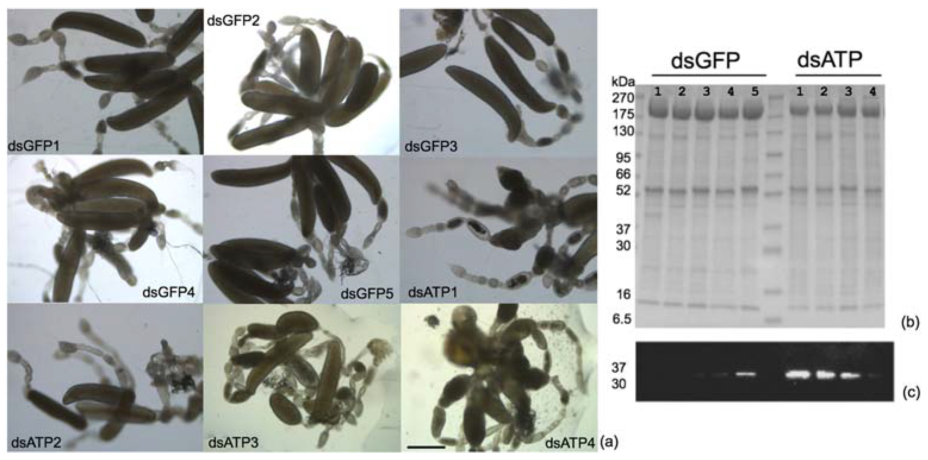 Ijms 23 00765 g003 550