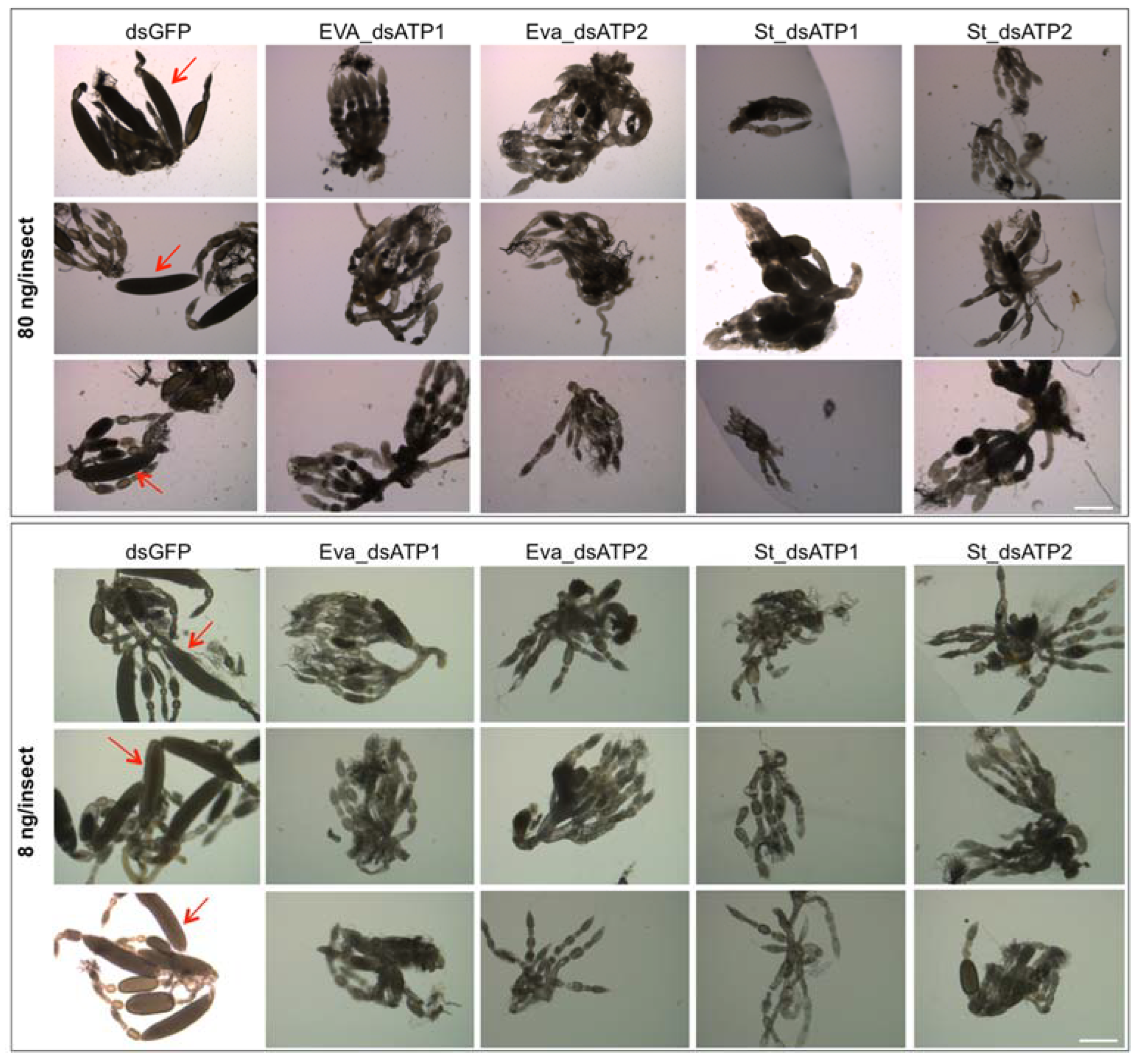 Ijms 23 00765 g007 550