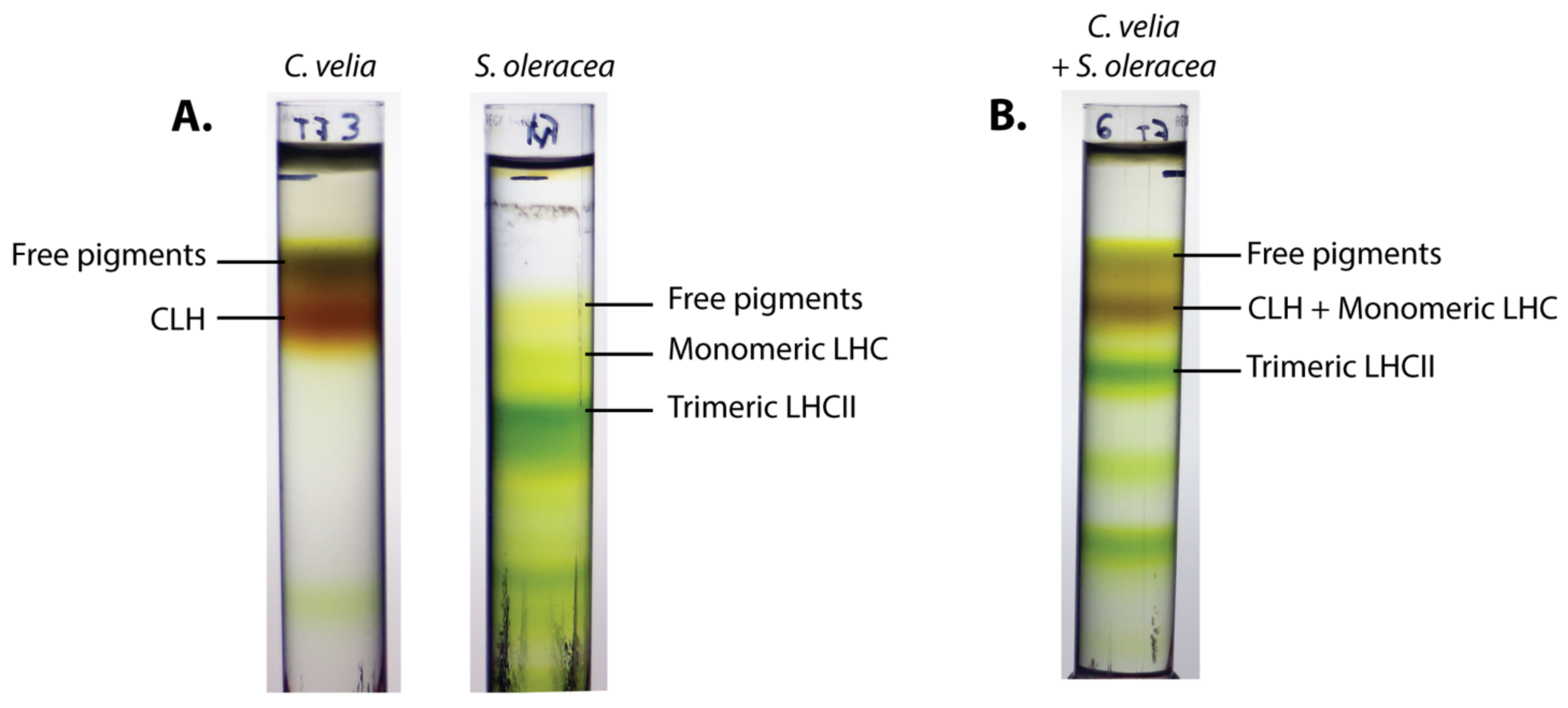 Ijms 23 00778 g002 550