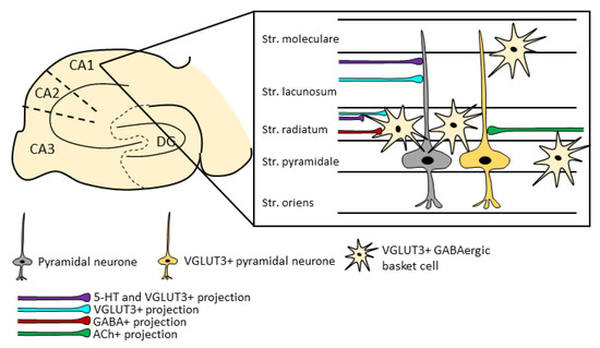 A New Player in the Hippocampus: A Review on VGLUT3+ Neurons