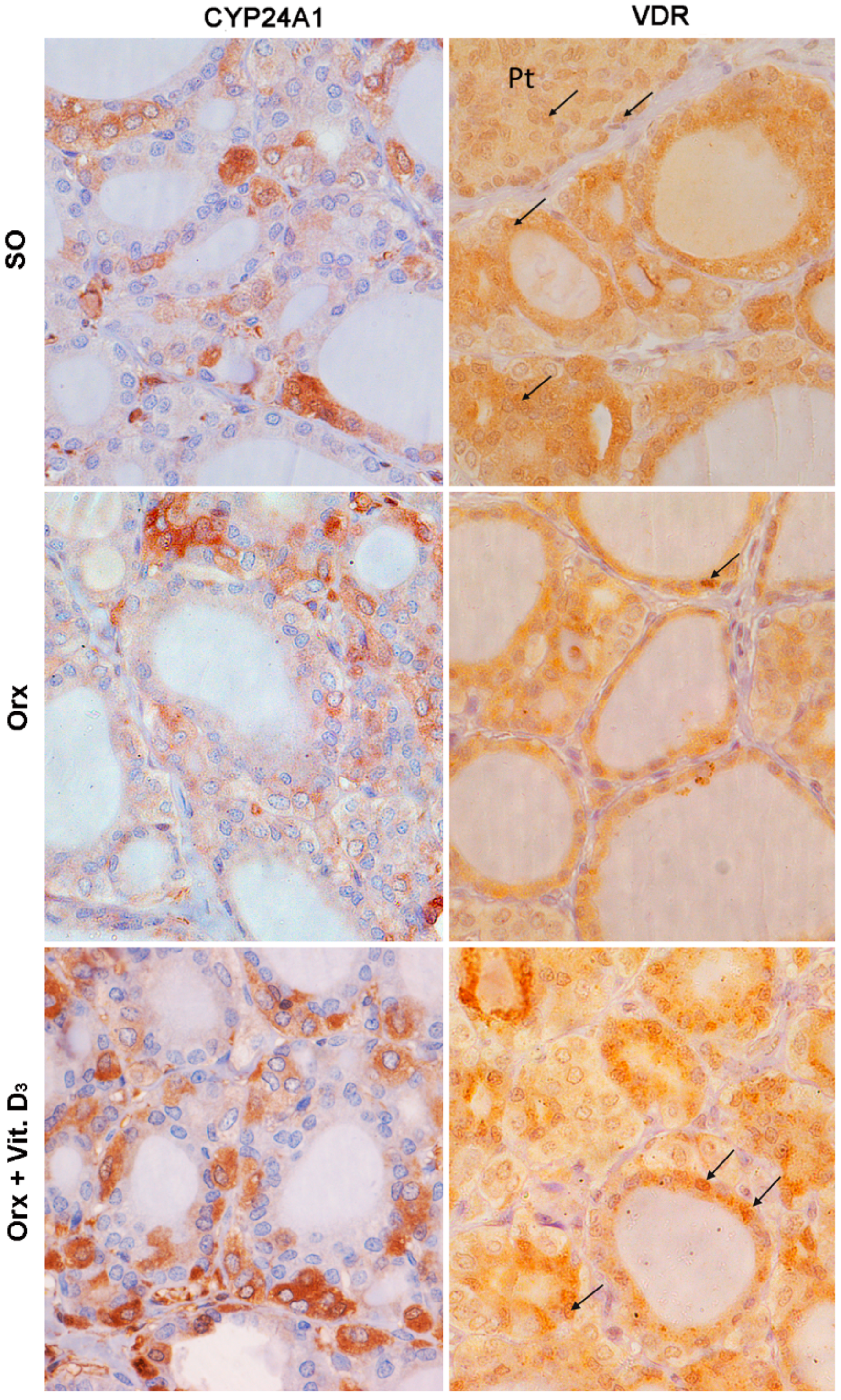 Ijms 23 00791 g005 Ijms 23 00791 g005