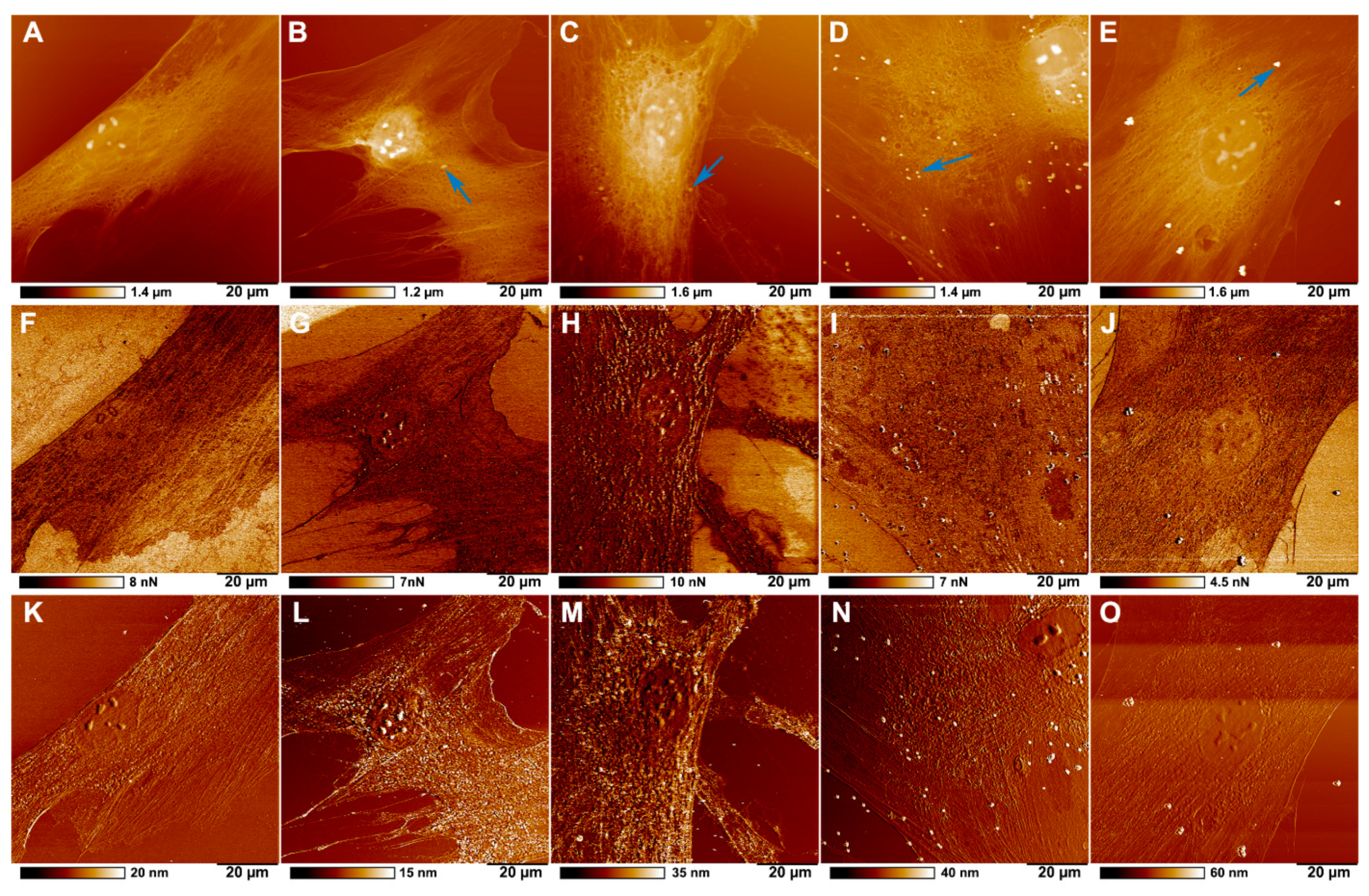 Ijms 23 00806 g005 550