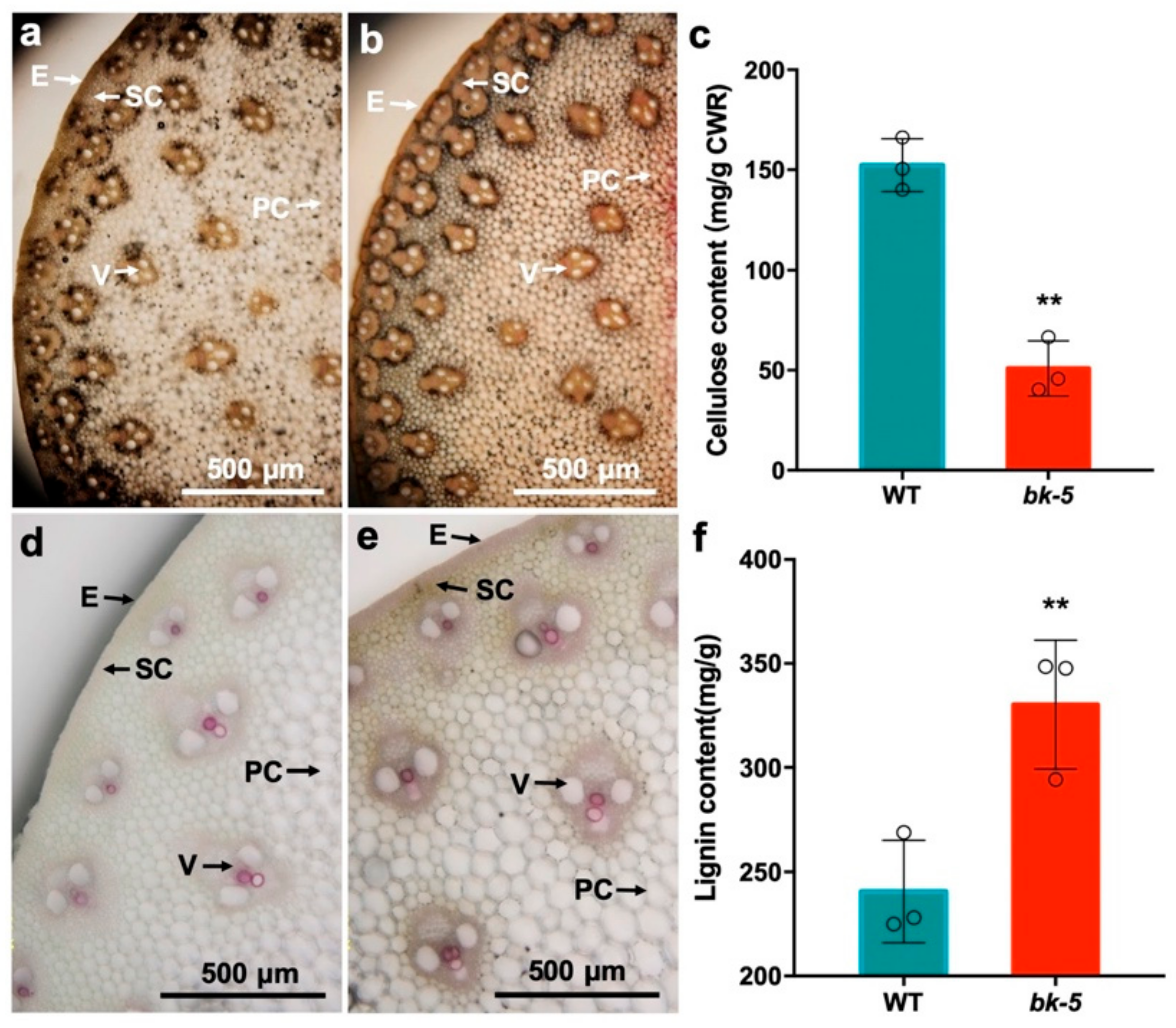 Ijms 23 00814 g002 Ijms 23 00814 g002