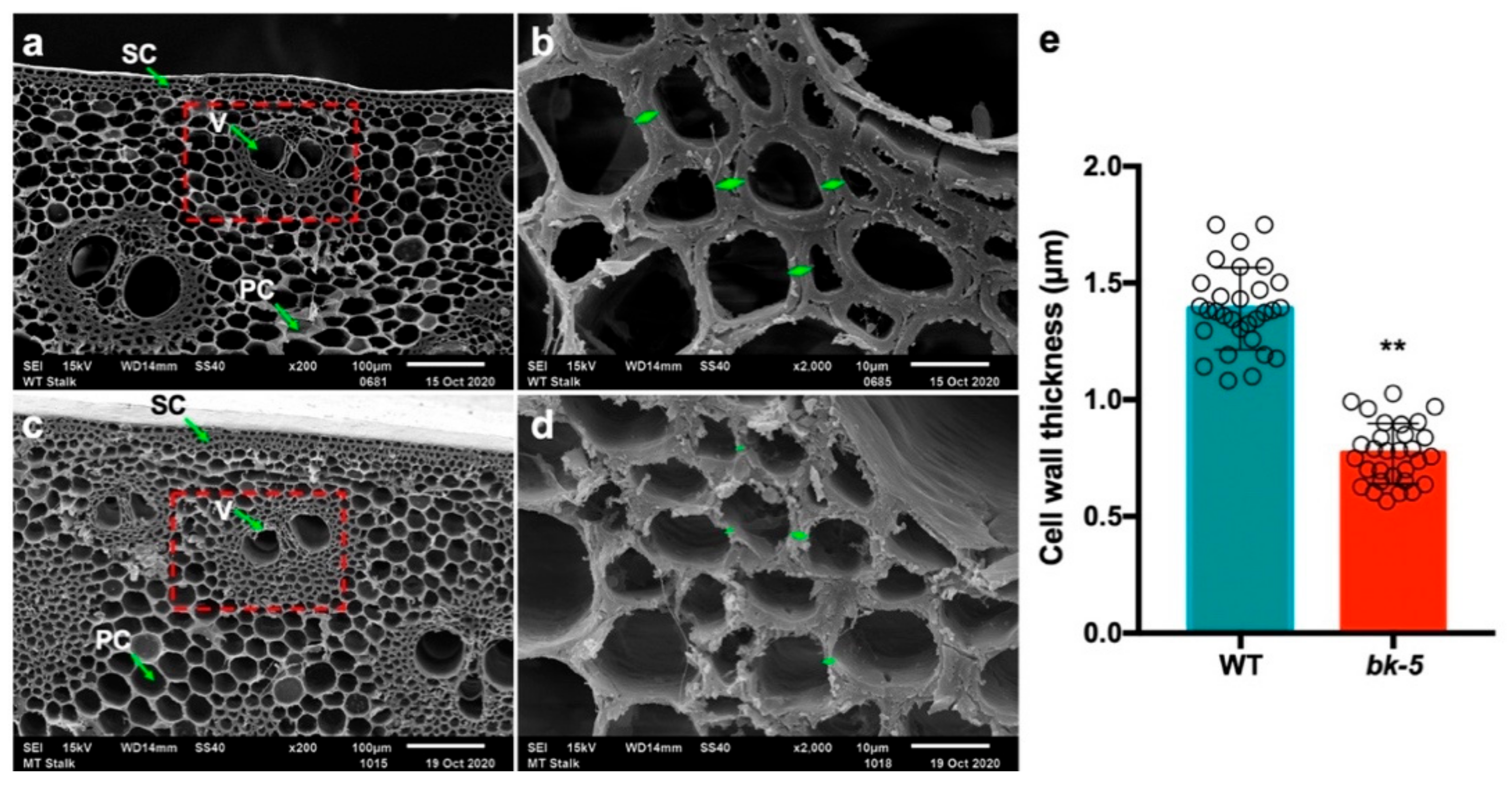 Ijms 23 00814 g003 Ijms 23 00814 g003