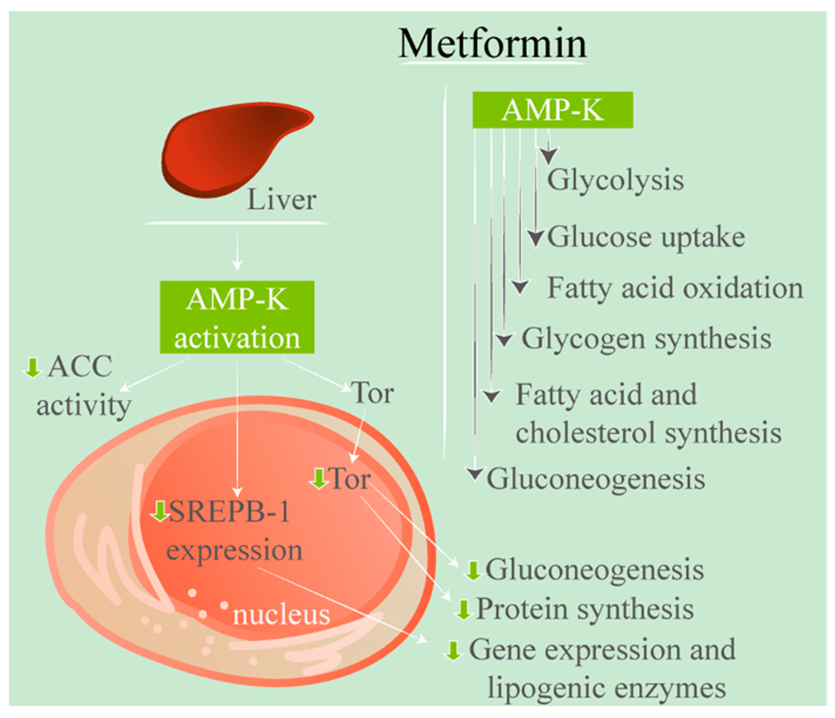biguanides mechanism of action in diabetes