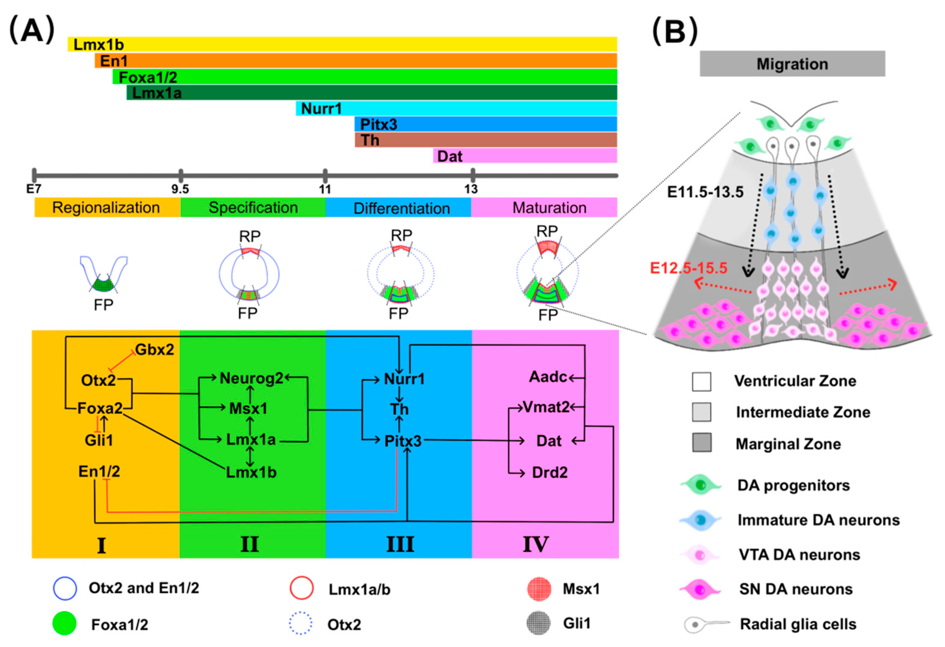 Roles of Transcription Factors in the Development and