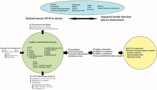 Skeletal Muscle Microvascular Dysfunction in Obesity-Related Insulin ...