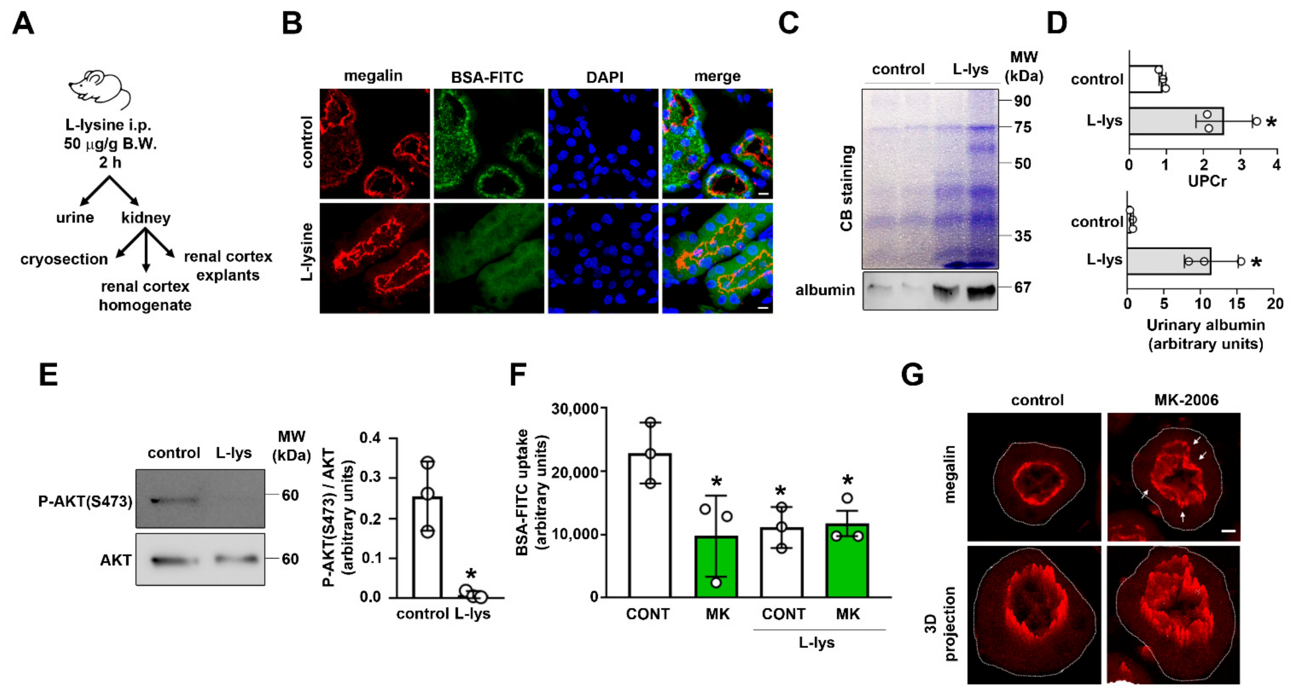 Ijms 23 00848 g006 550