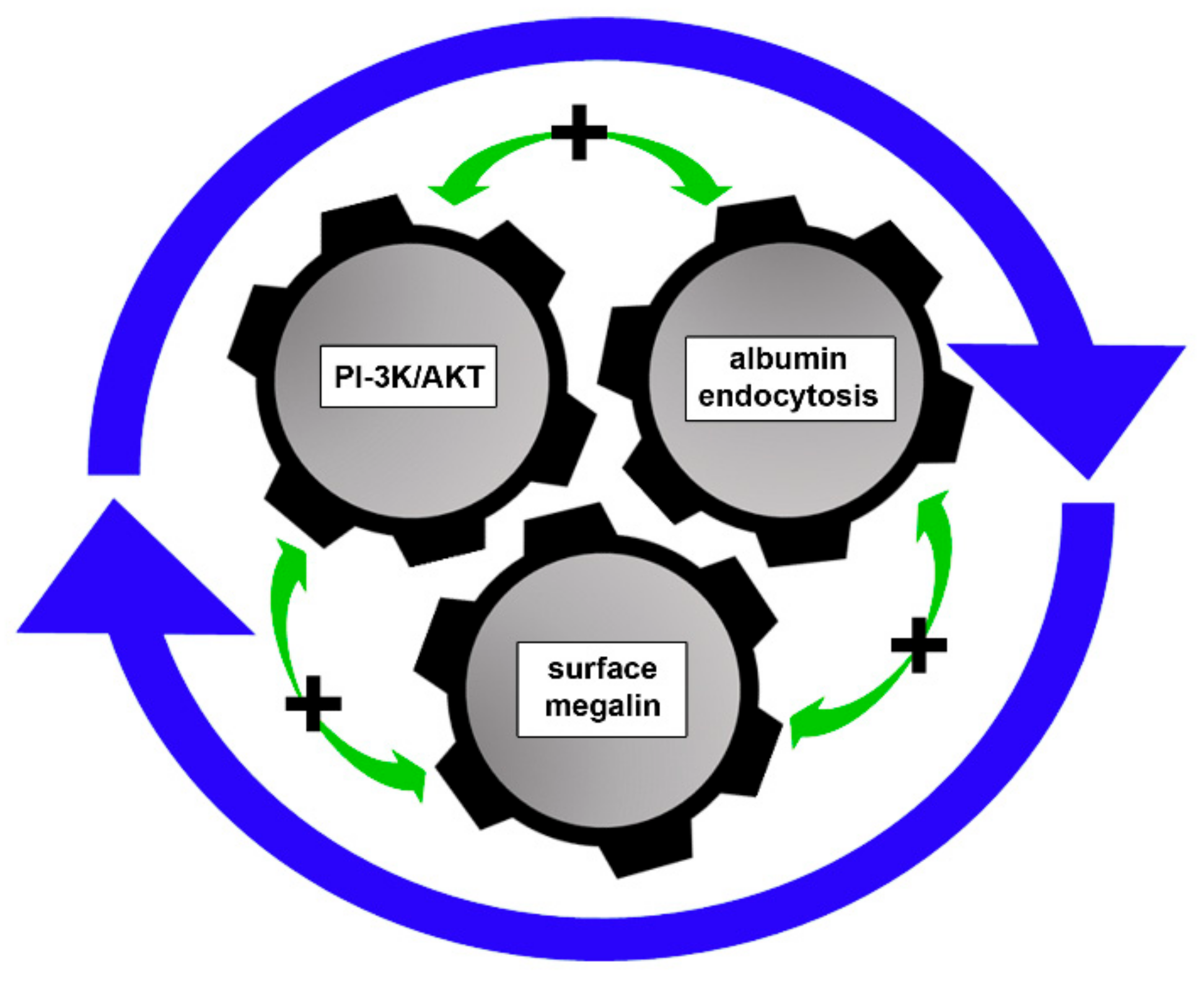 Ijms 23 00848 g007 550