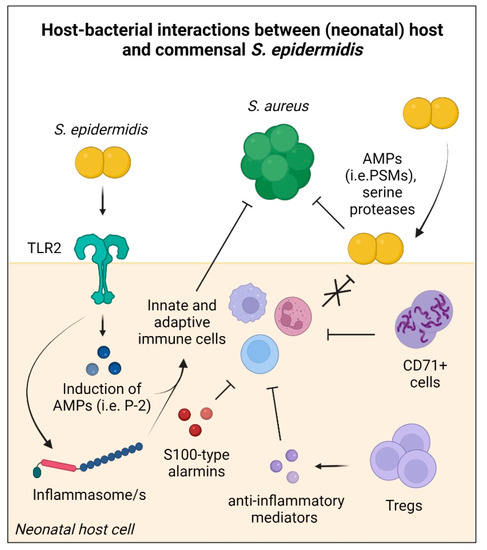 Staph infection-induced kidney disease may be linked to bacterial gene  mutation