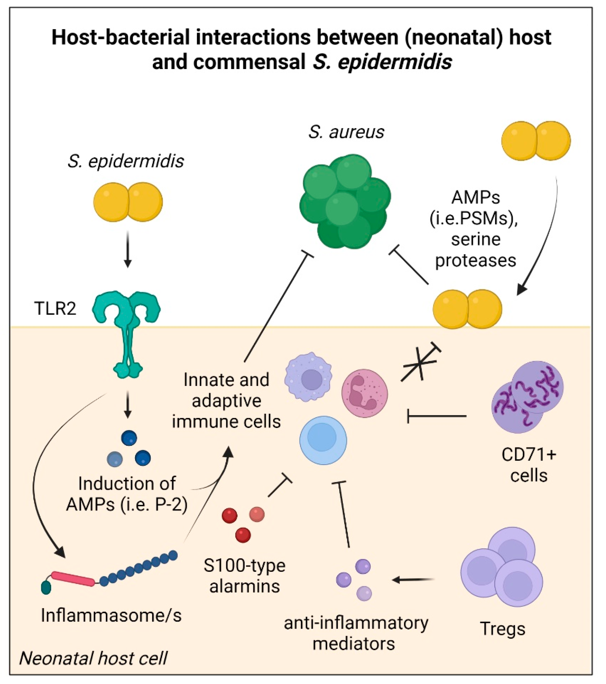 Staphylococcus epidermidis: Trends in Microbiology