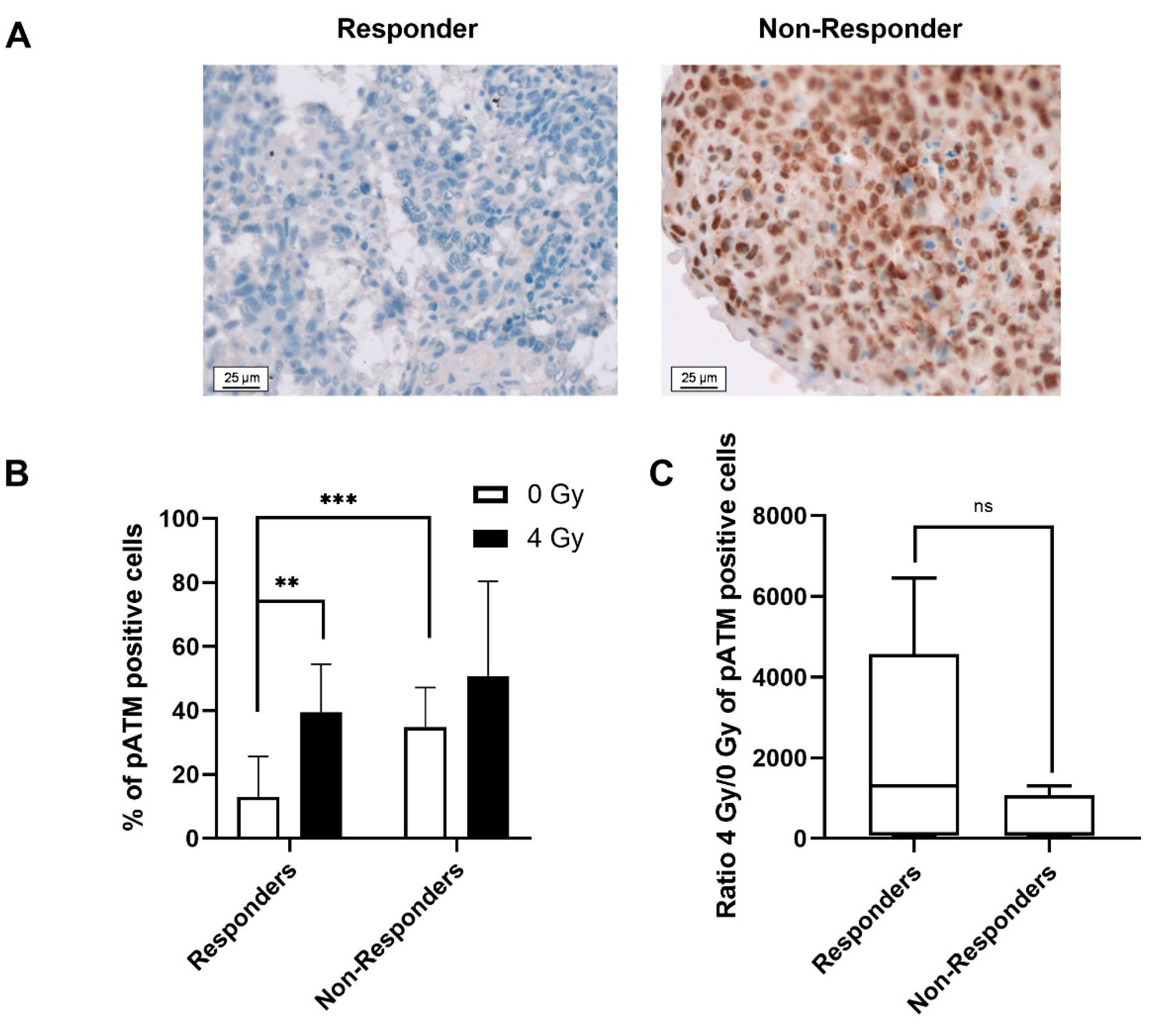 Ijms 23 00877 g003 Ijms 23 00877 g003