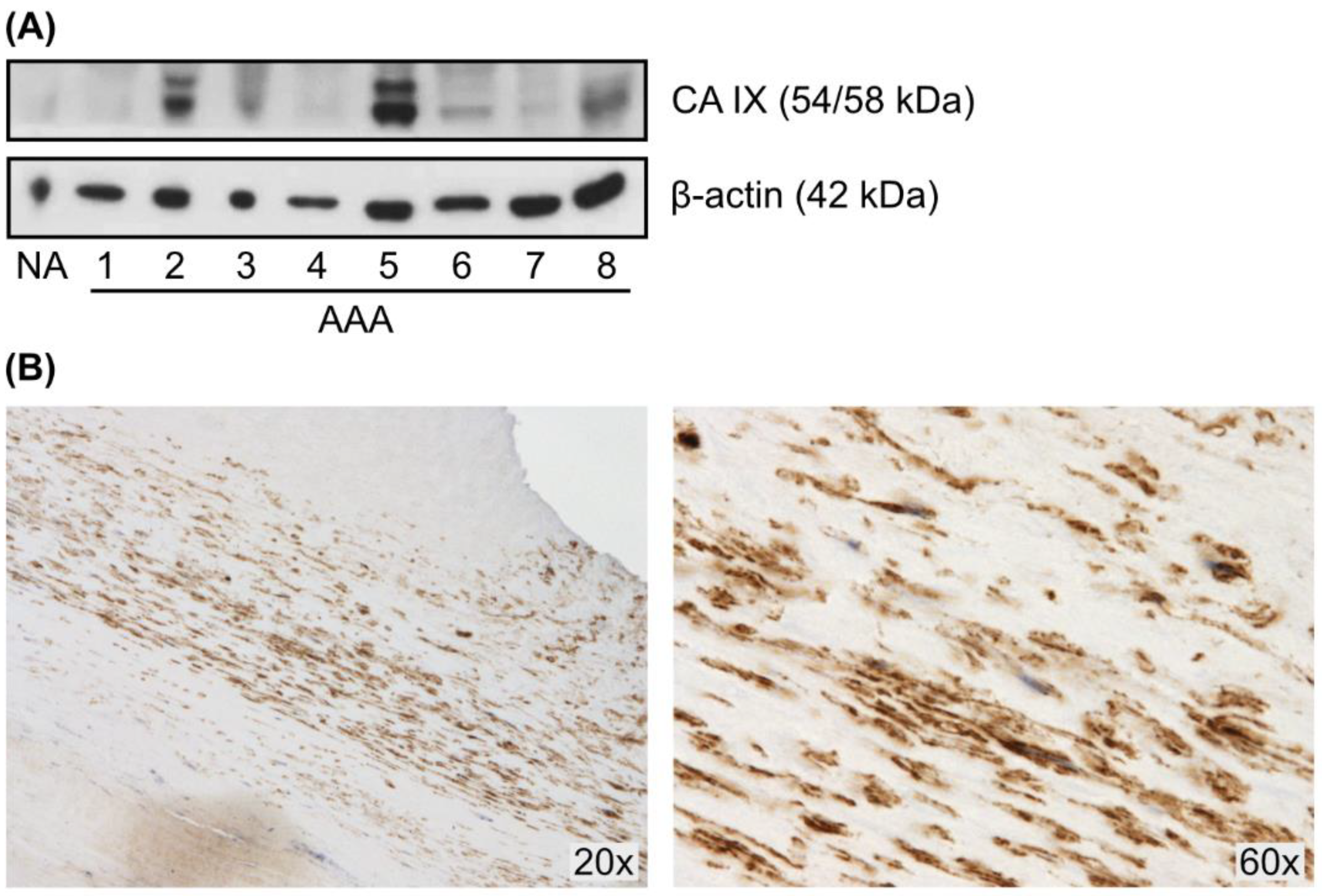 Ijms 23 00879 g001 Ijms 23 00879 g001