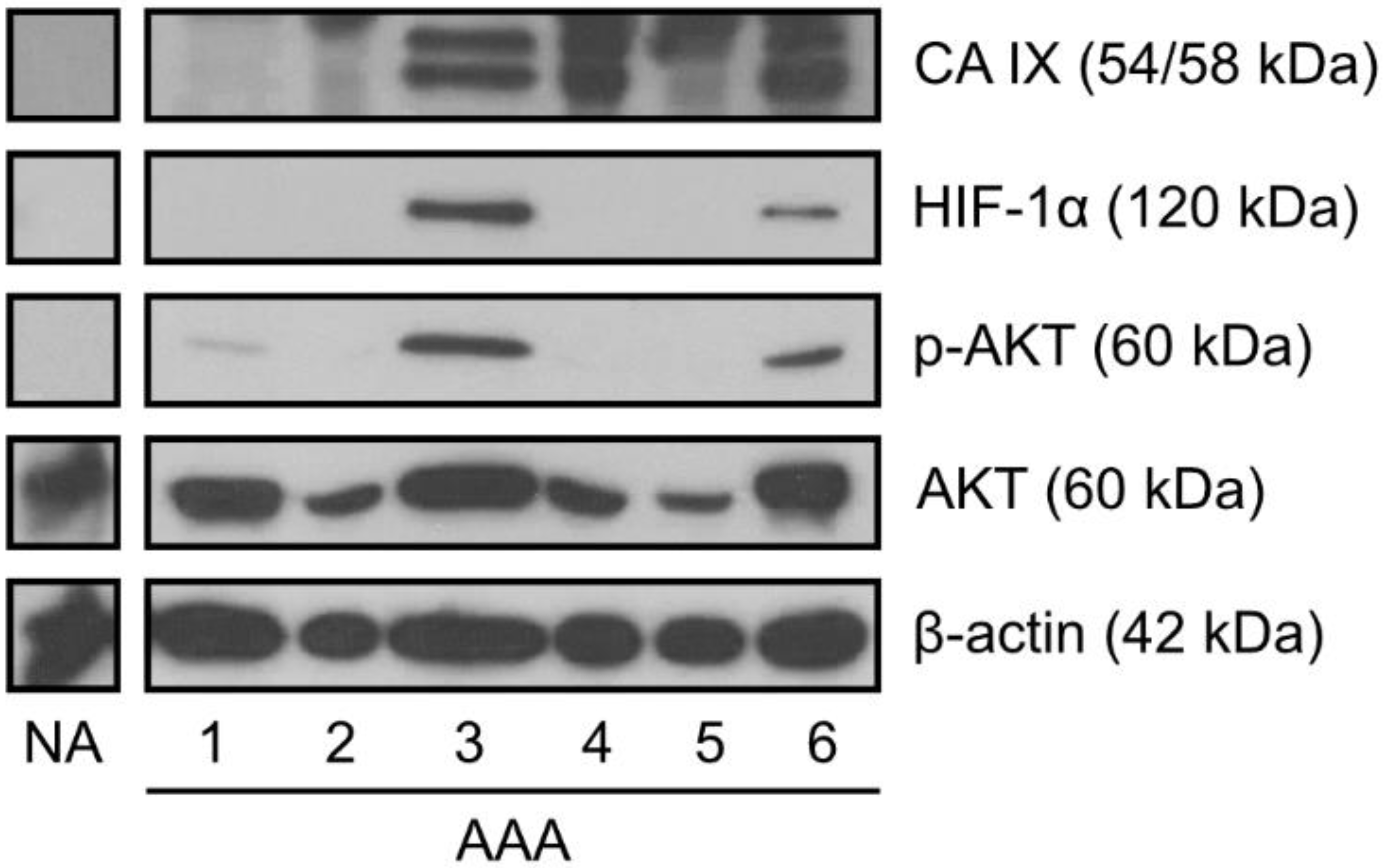 Ijms 23 00879 g002 Ijms 23 00879 g002